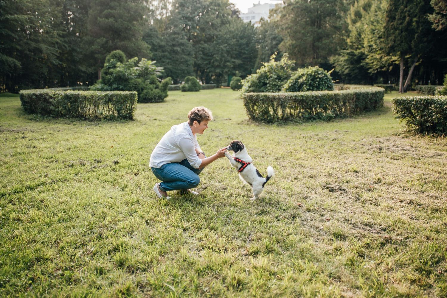 Woman crouching in a green park, playfully training a small black and white dog on a sunny day.