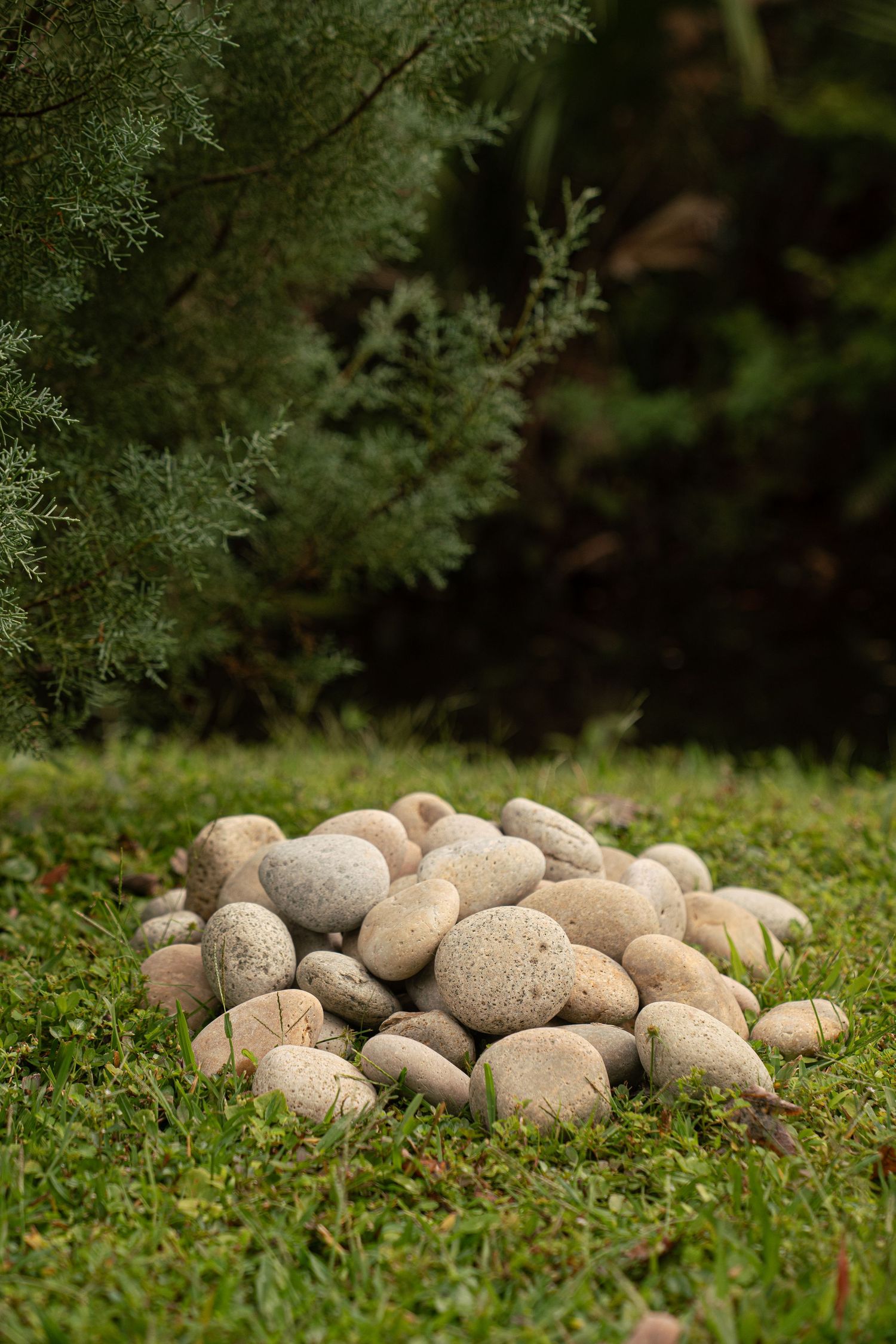 A pile of smooth round pebbles stacked on green grass beneath lush evergreen shrubs in a garden setting.