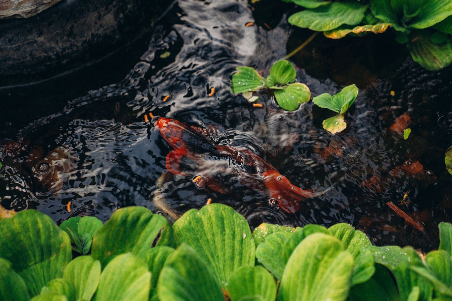 Bright green lily pads float on dark water in a garden pond.