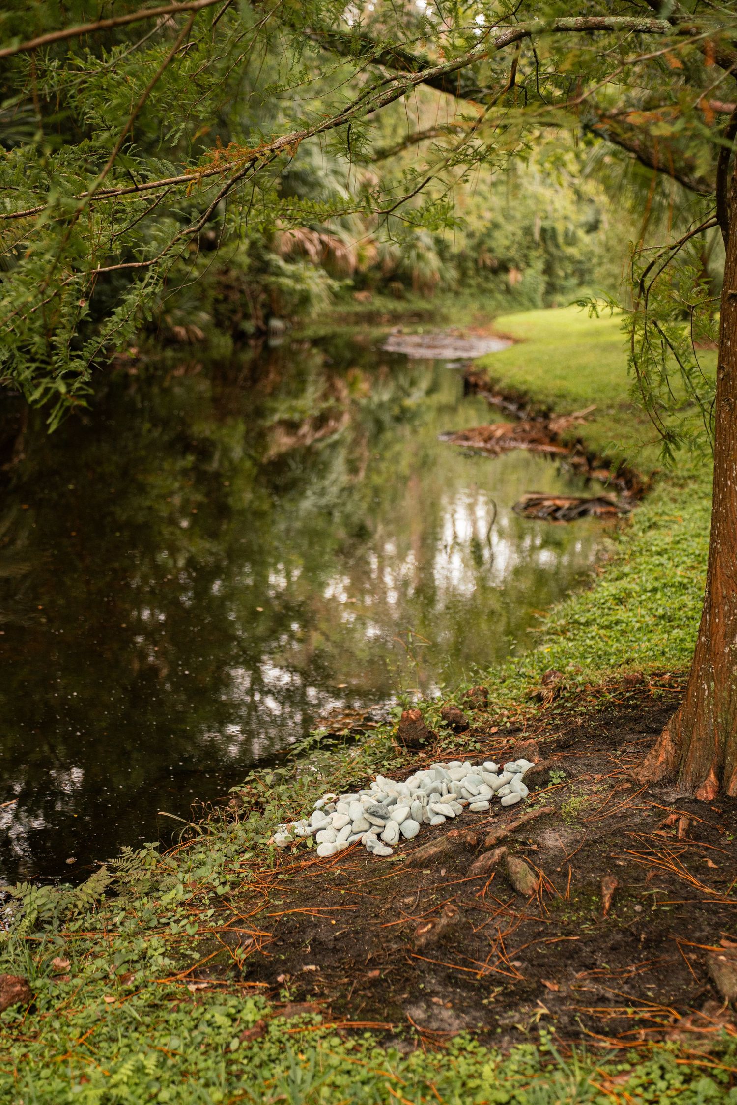 A serene garden pond surrounded by lush green trees with white rocks along the muddy bank and reflections on calm water.
