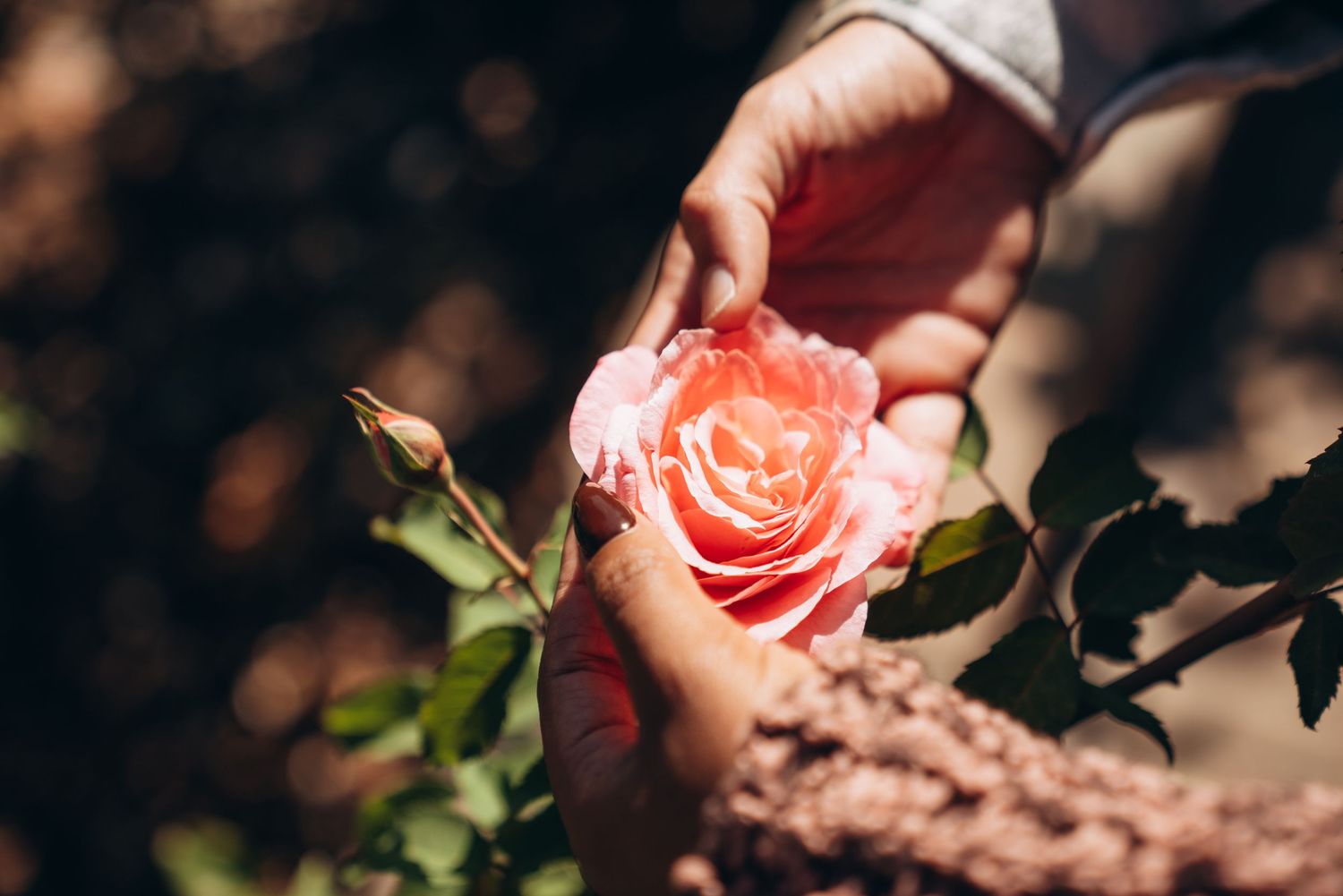 A vibrant coral rose bloom with delicate petals stands out against a dark blurred background in natural lighting.
