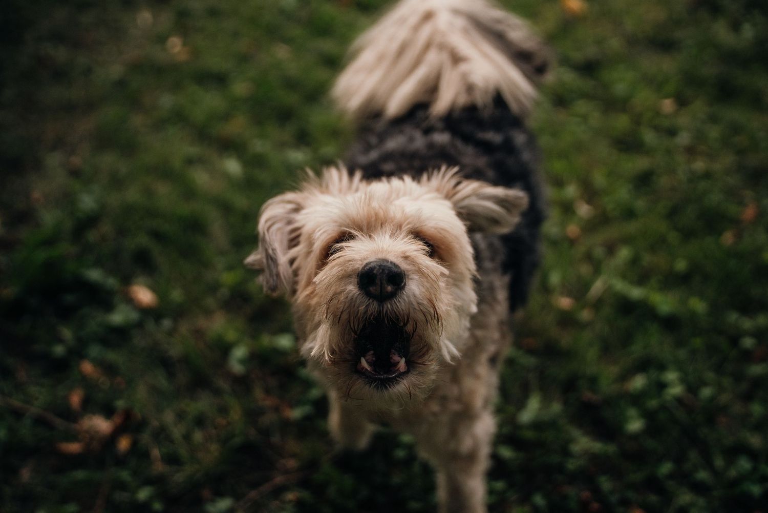 Close-up of a small fluffy Yorkshire Terrier with mouth open standing on green grass.