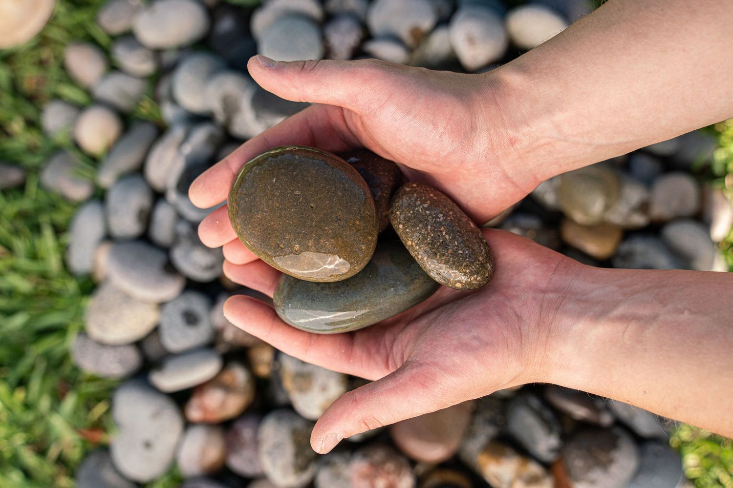 Hands cupping three smooth flat river stones over a bed of rounded pebbles and green grass.