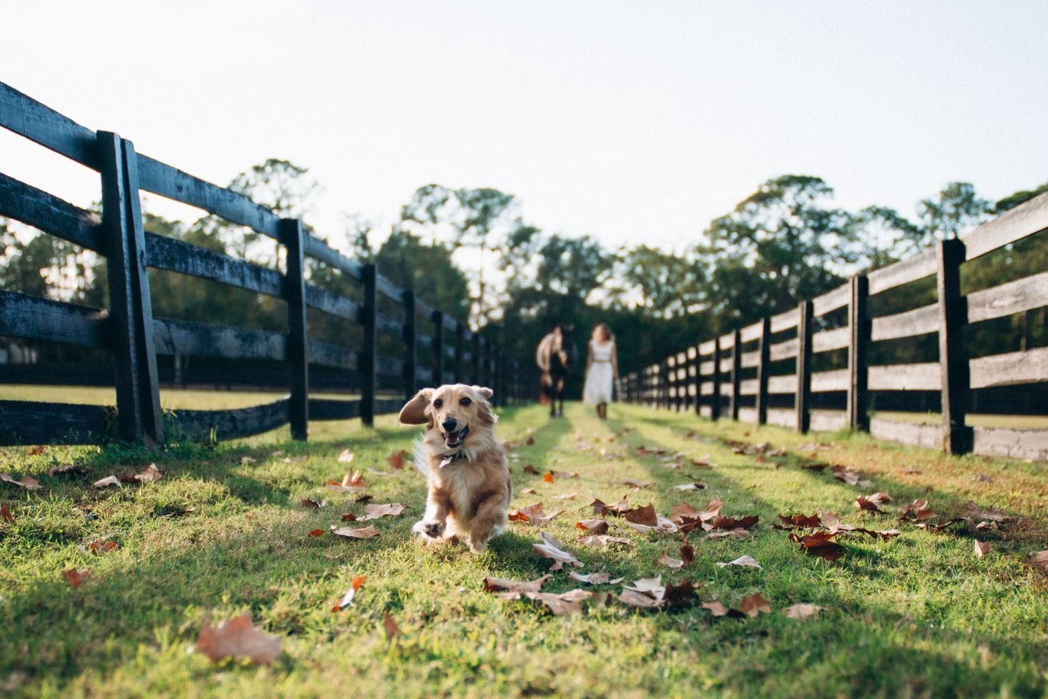 A golden retriever dog walks between wooden fences on a grassy path at sunset.