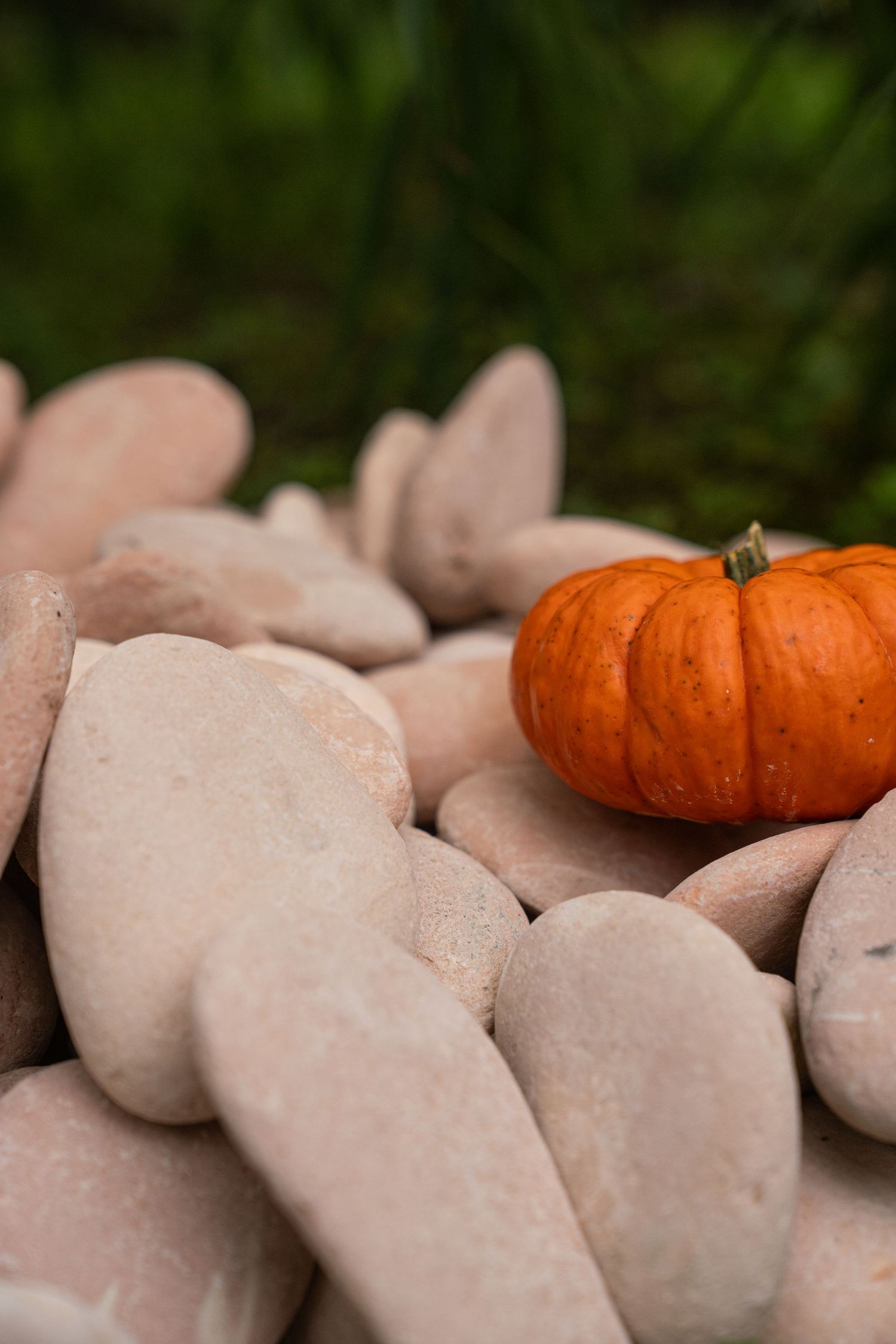 Small orange mini pumpkin resting on smooth pale rocks with green grass in the background.