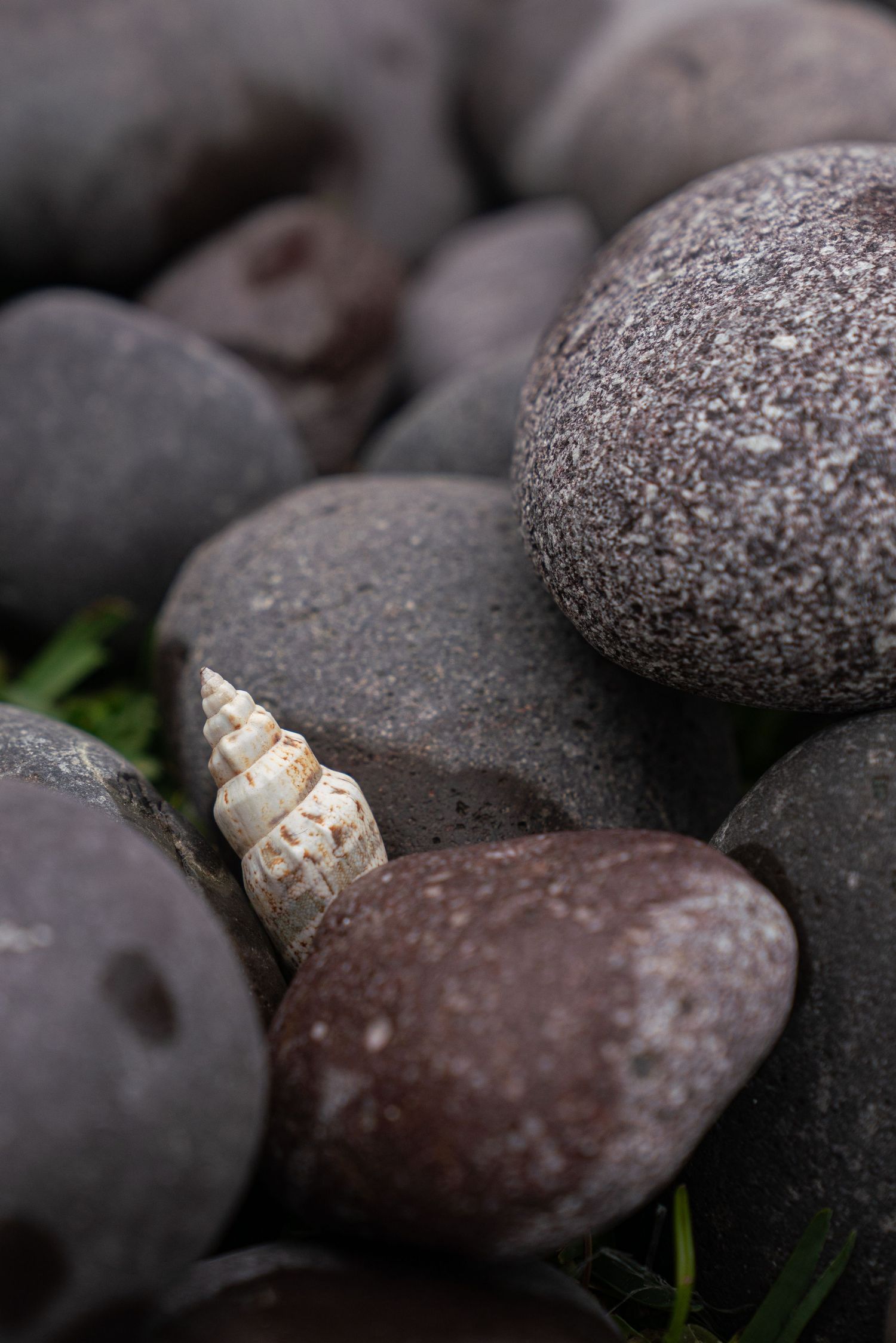 A small spiral seashell nestled among smooth dark gray river rocks outdoors.