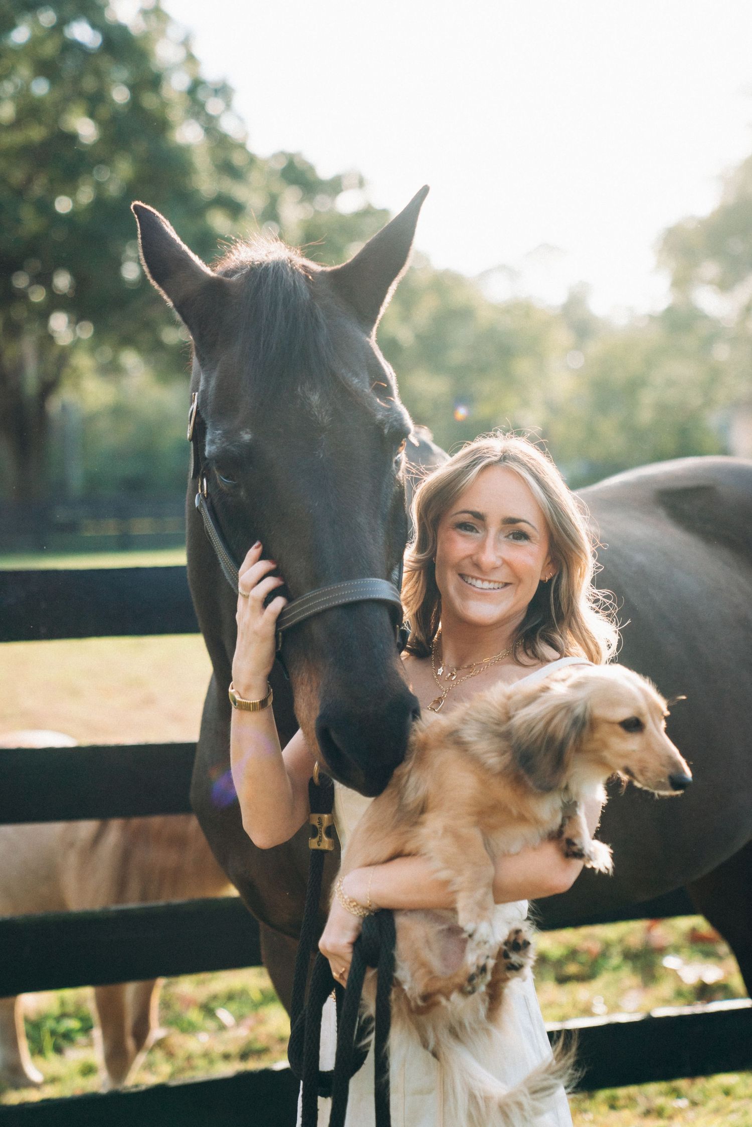 A black horse and golden retriever pose together with their companion in a sunlit paddock.