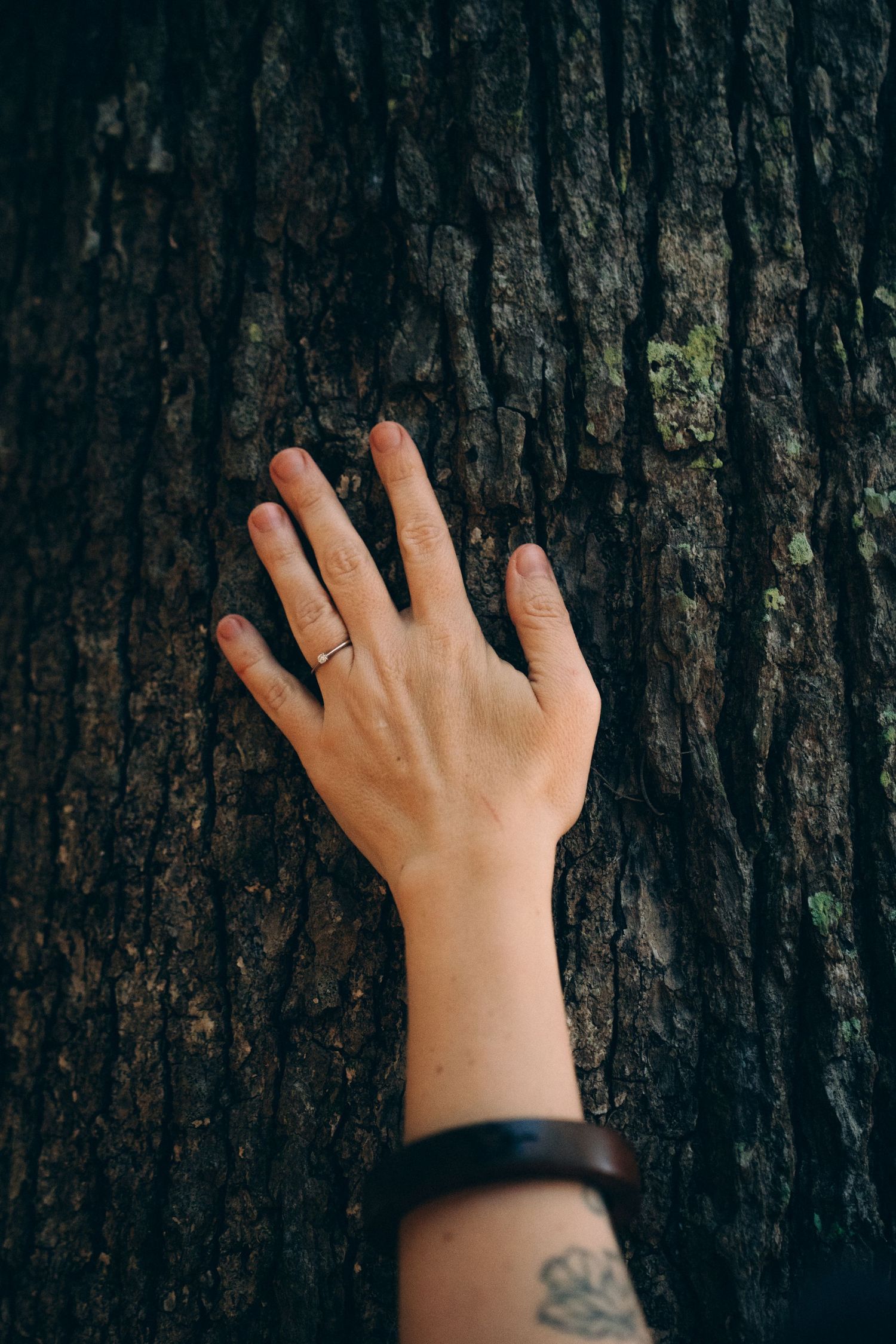A sequence showing a hand reaching out to touch the rough bark texture of a dark tree trunk.