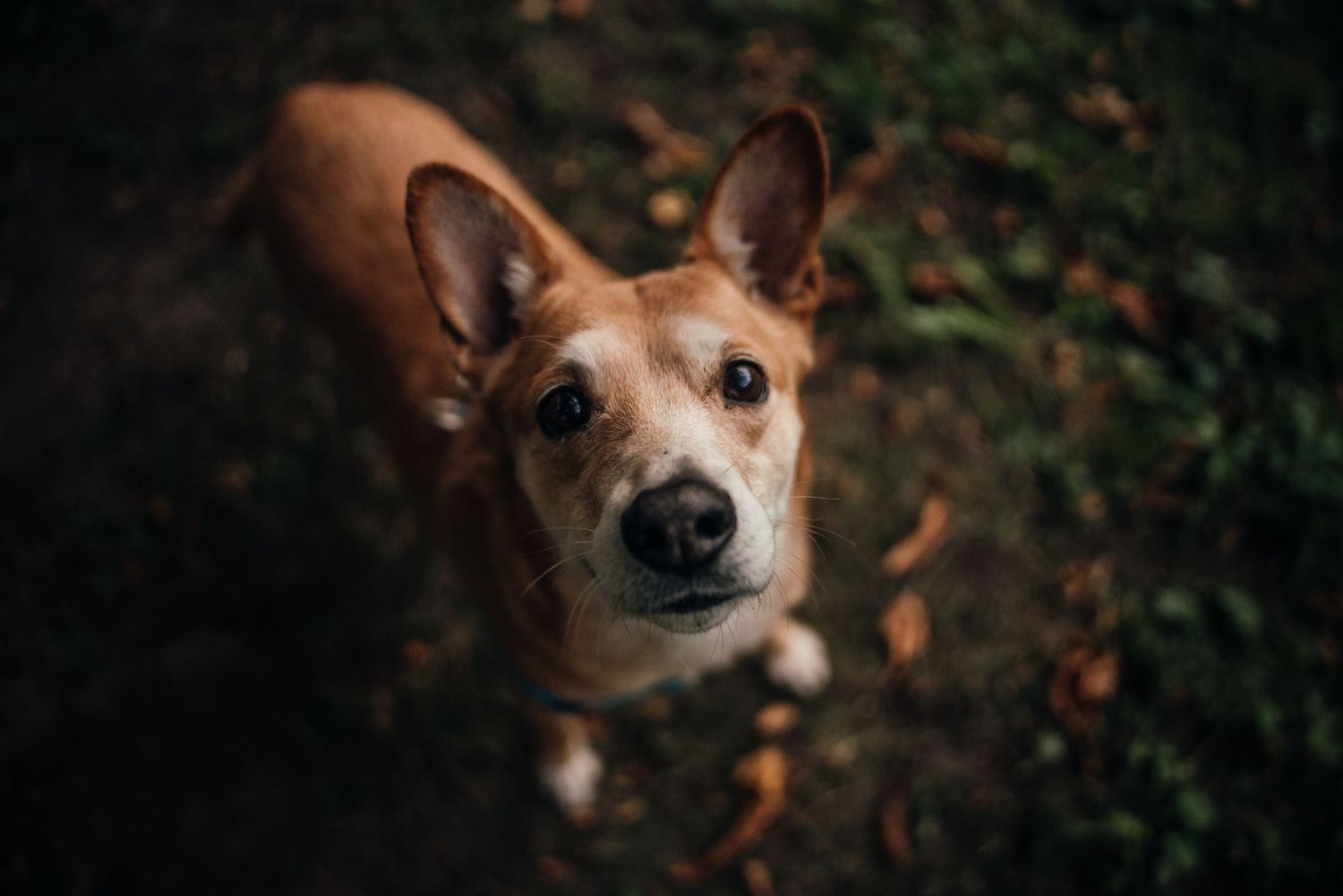A brown dog with large ears looks up at the camera while sitting outdoors on a dark grassy ground.