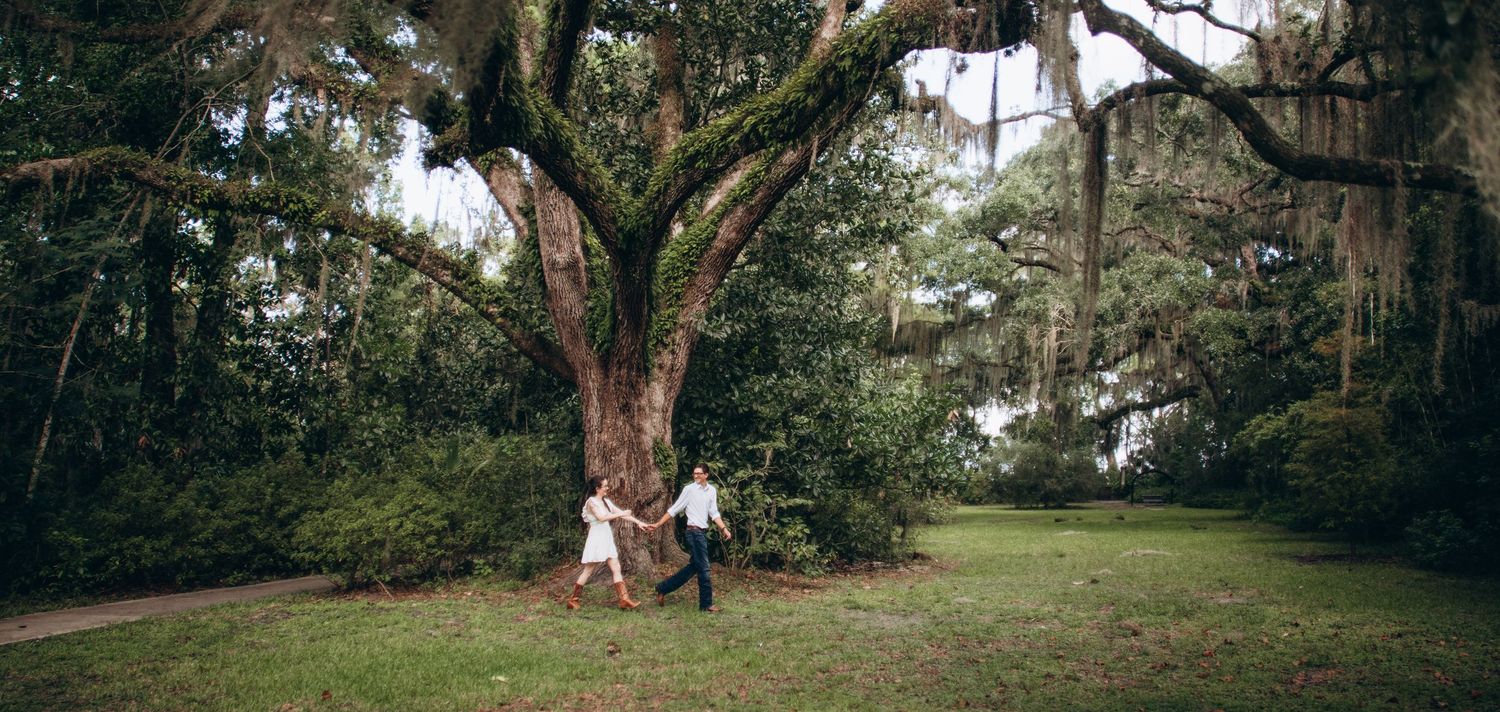 Panoramic view of a lush green park with Spanish moss hanging from ancient oak trees creating a mystical atmosphere.