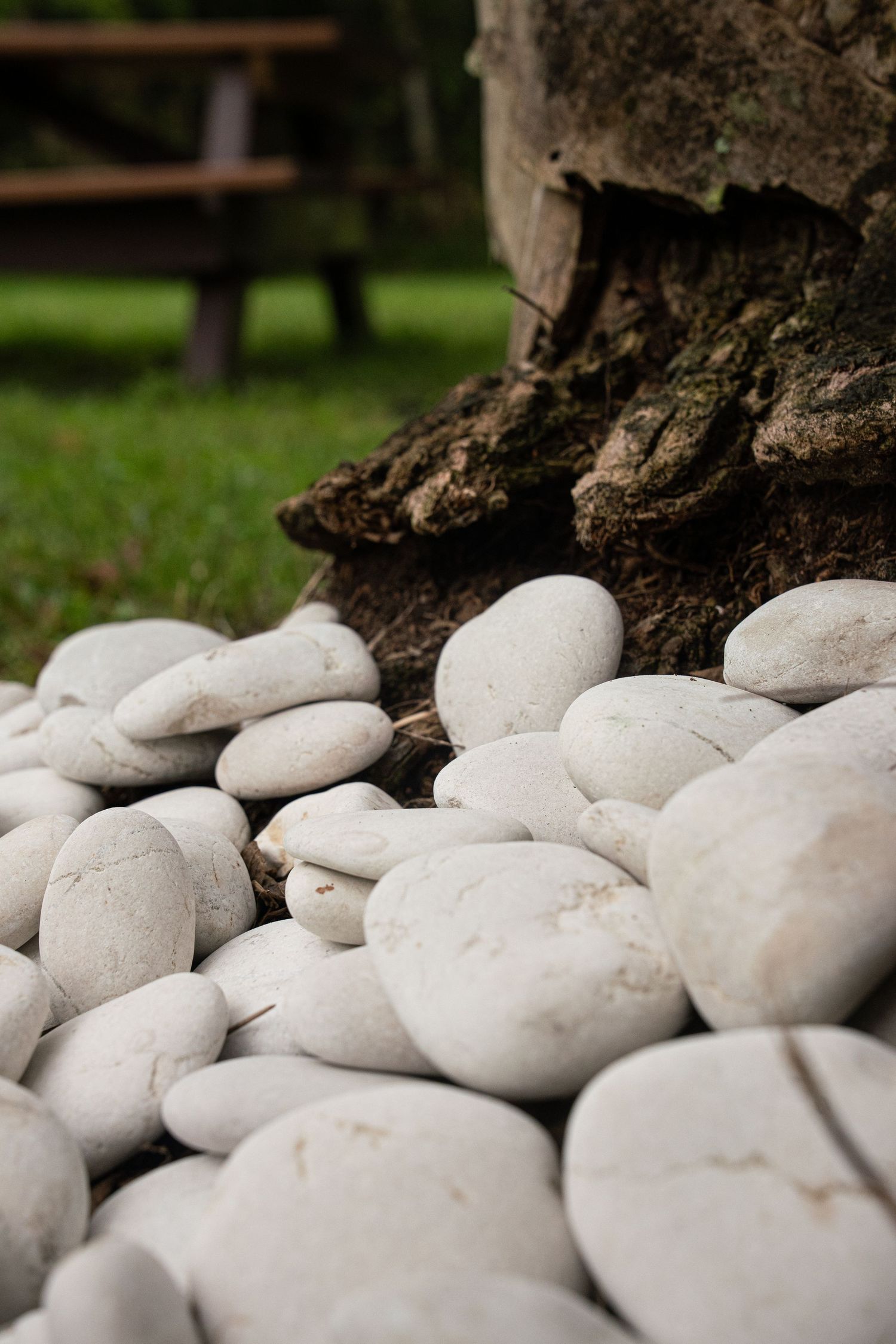 White smooth pebbles arranged at the base of a weathered tree trunk on a green lawn.