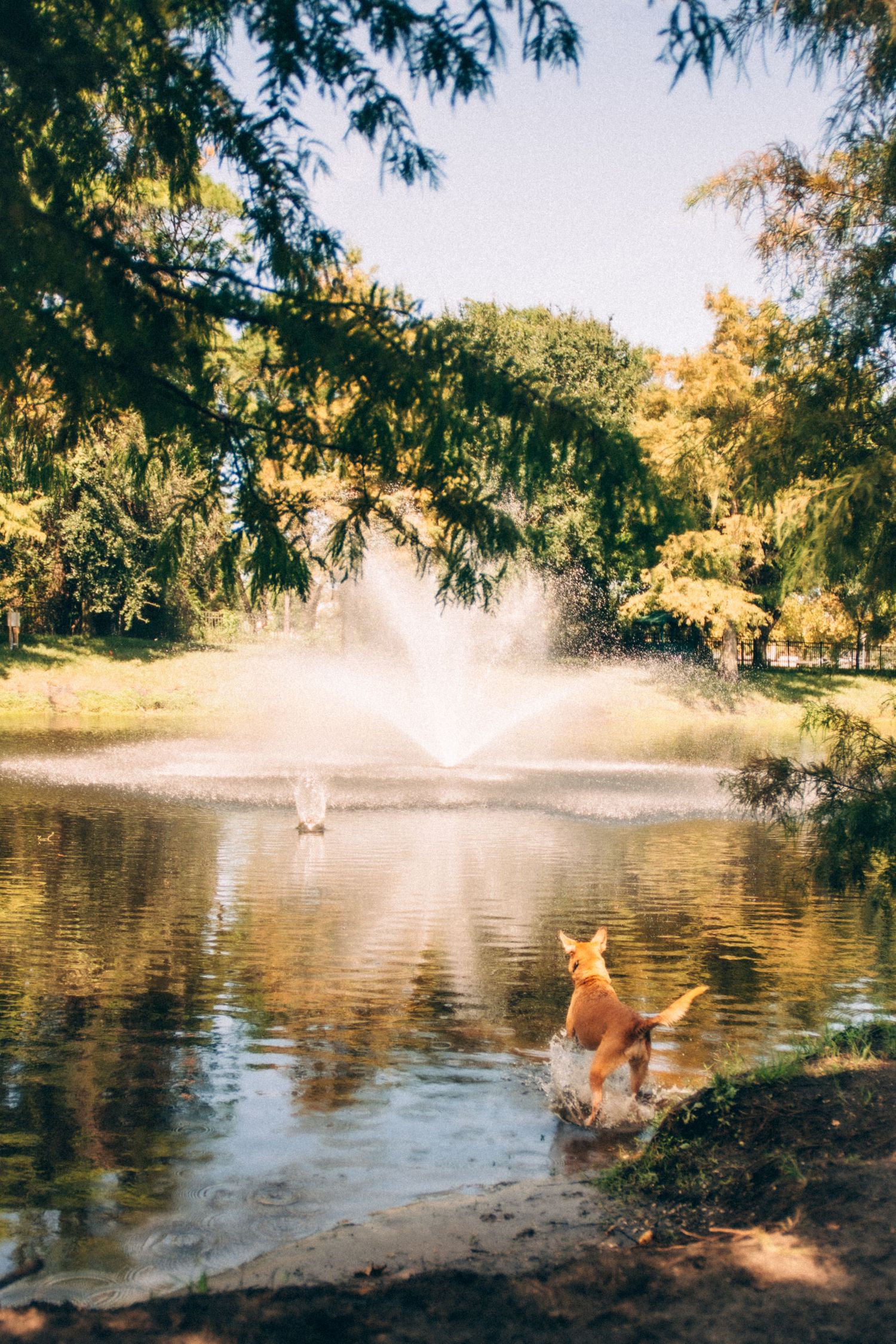 Dog jumping into a pond with a fountain spraying in the background on a sunny day.