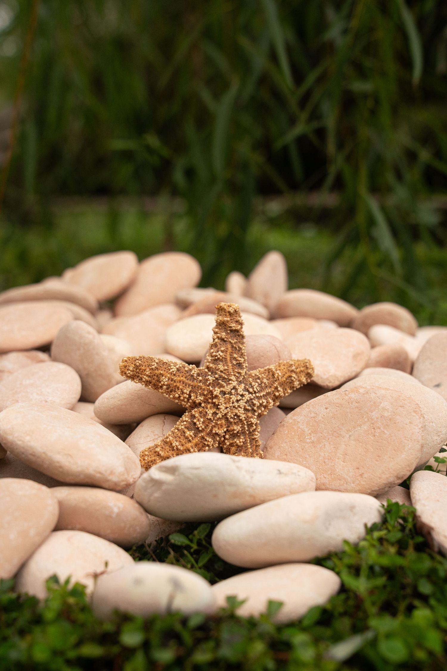 A golden starfish resting on smooth pink pebbles surrounded by green grass and plants outdoors.