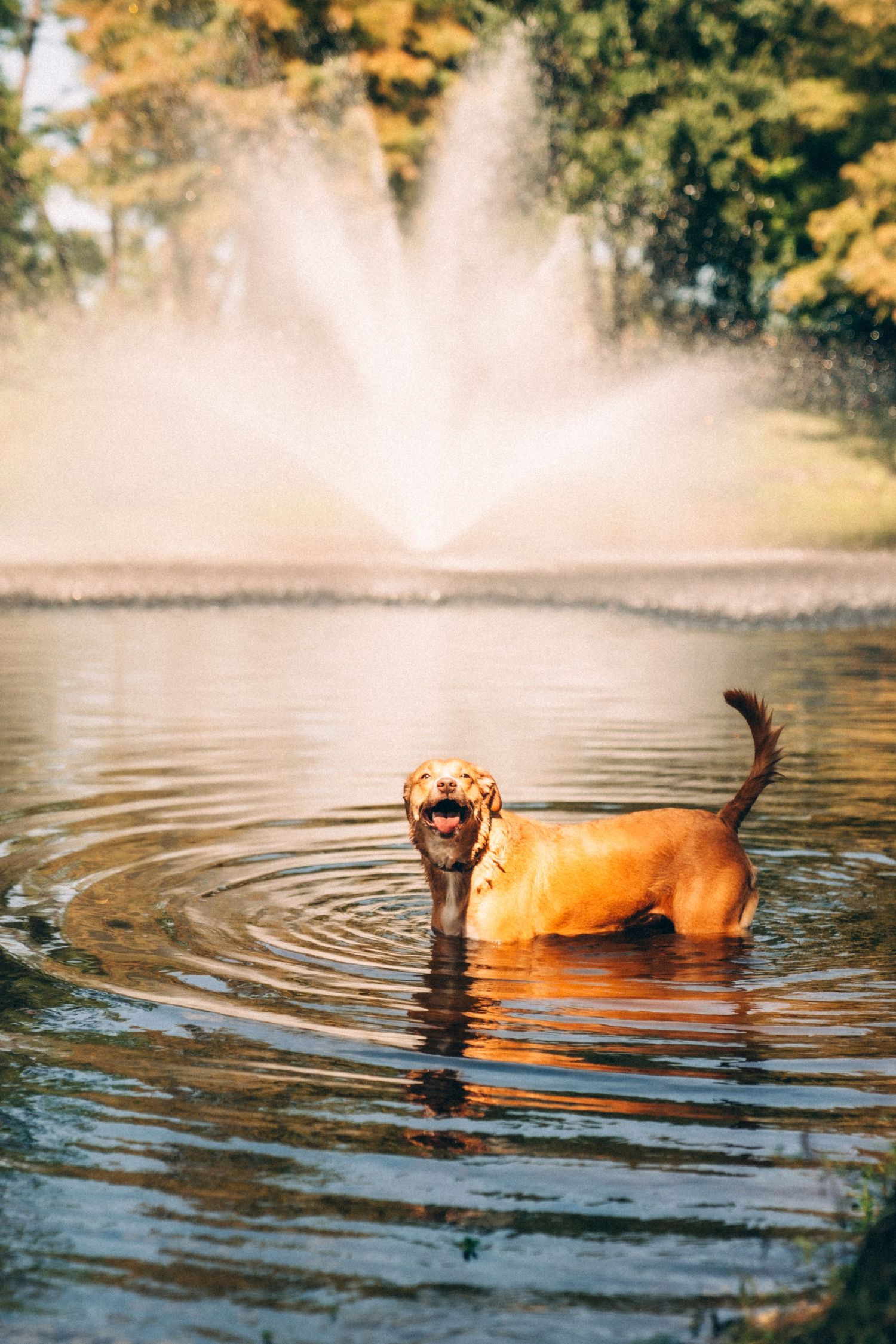 Joyful dog swimming in a pond with a large fountain spraying water in the background.