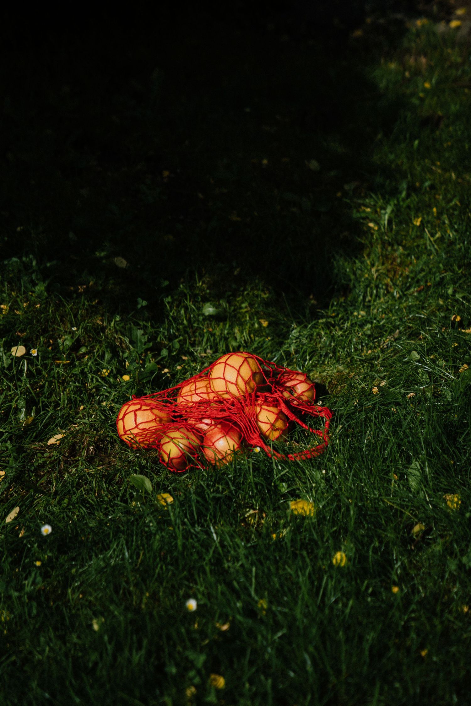 Red mesh bag filled with fresh apples resting on lush green grass with small wildflowers in natural sunlight.