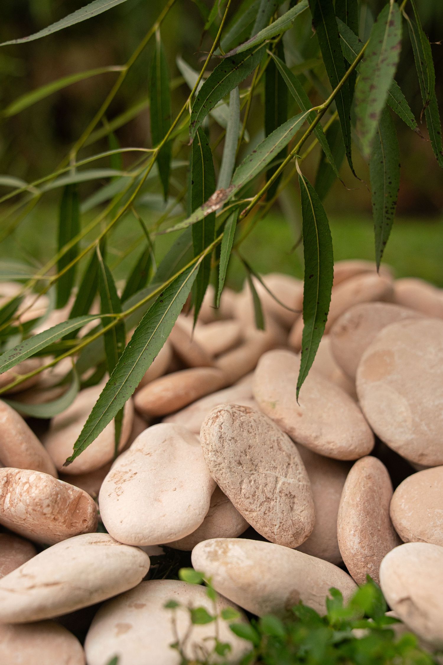 Smooth pink river rocks piled in a garden with green willow leaves hanging overhead and small plants growing between the stones.