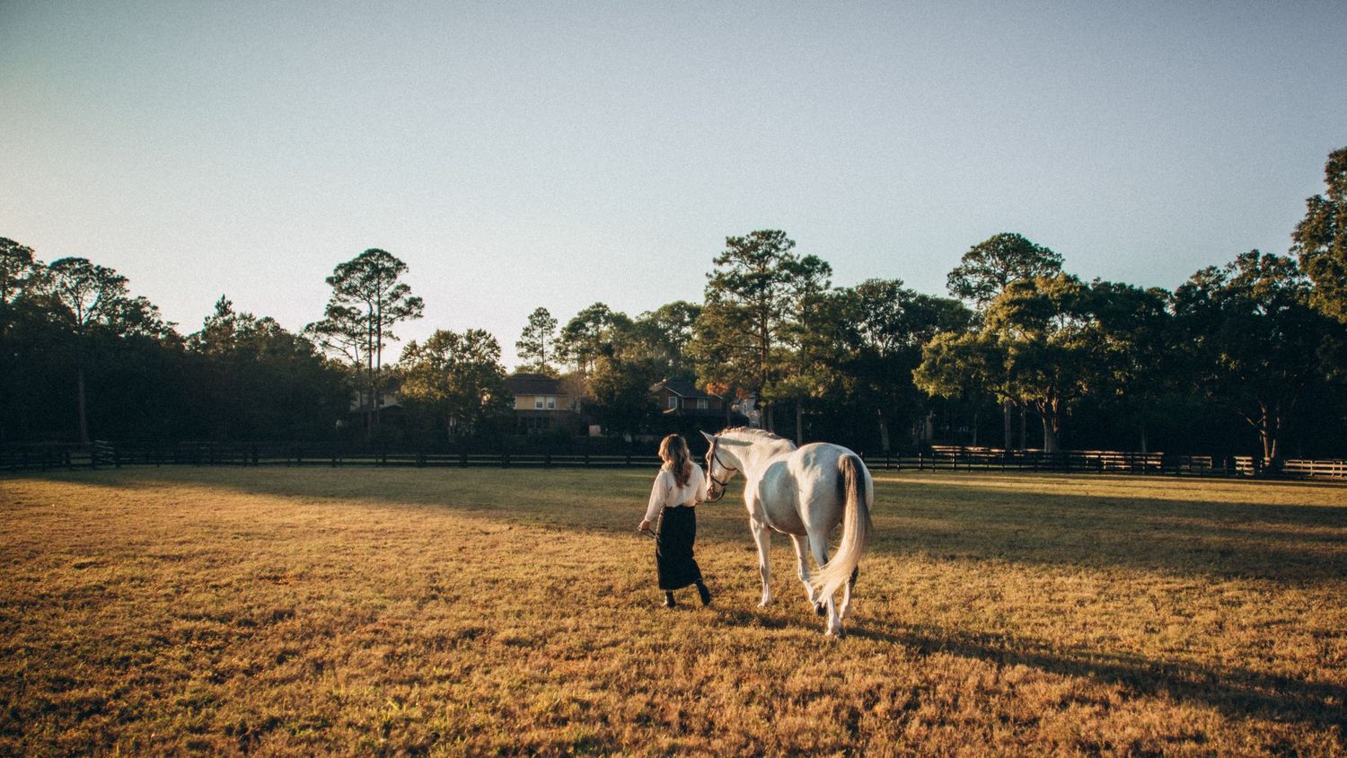 A white horse and its handler walk together across a golden field at sunset with pine trees in the background.