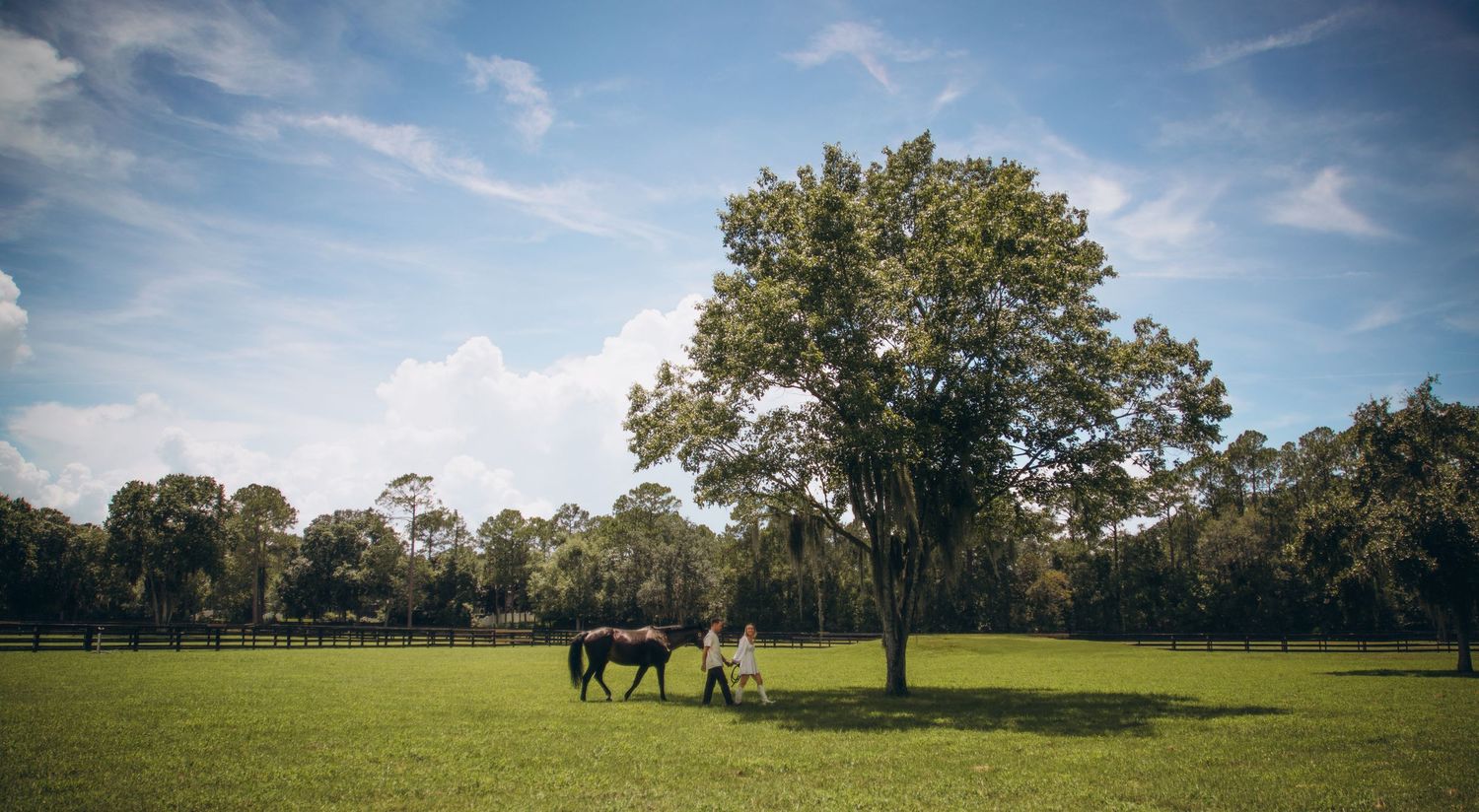 Two horses grazing under a large tree in a lush green pasture with a blue sky backdrop.