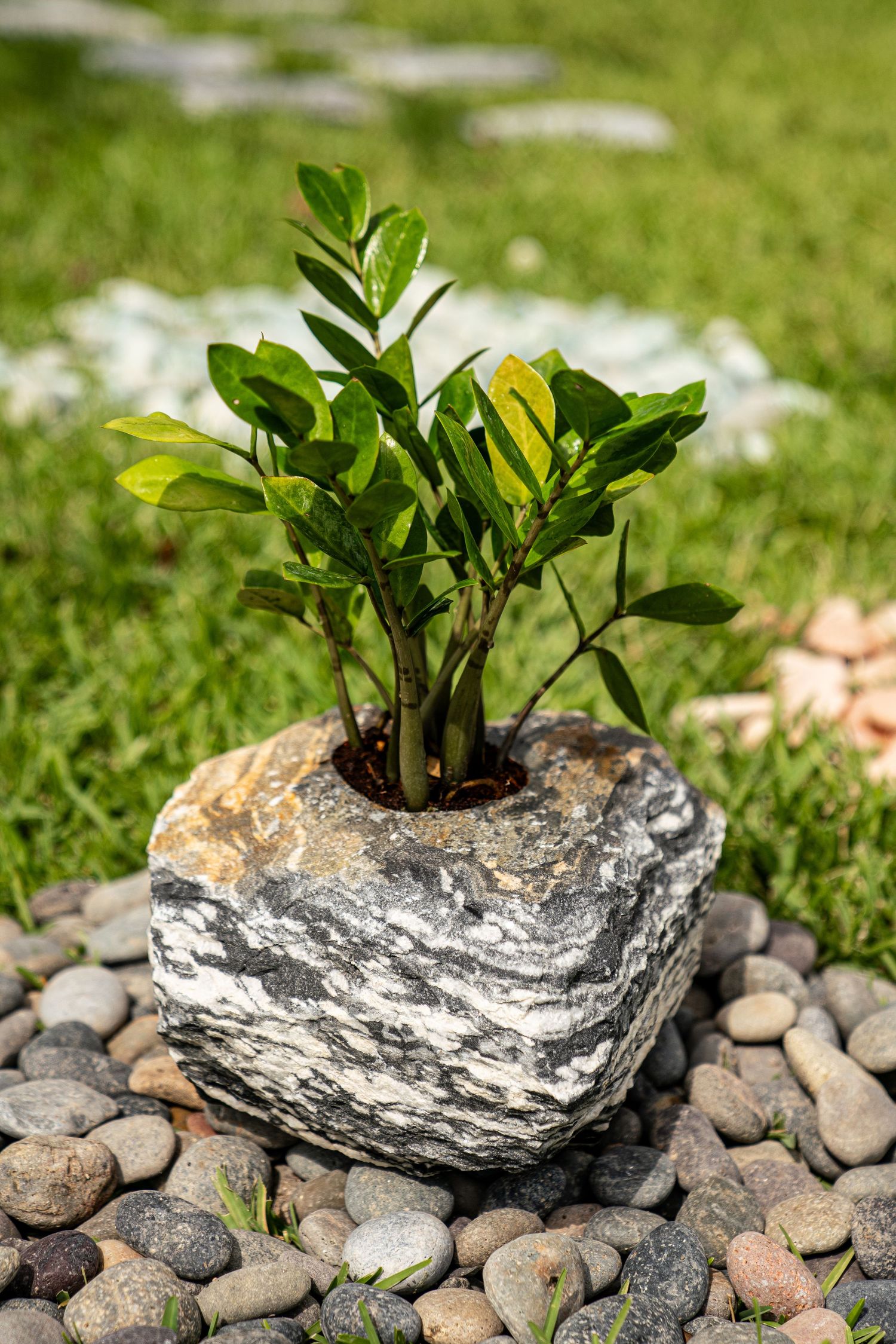 A green ZZ plant growing in a hollowed natural stone planter surrounded by decorative pebbles in a garden.