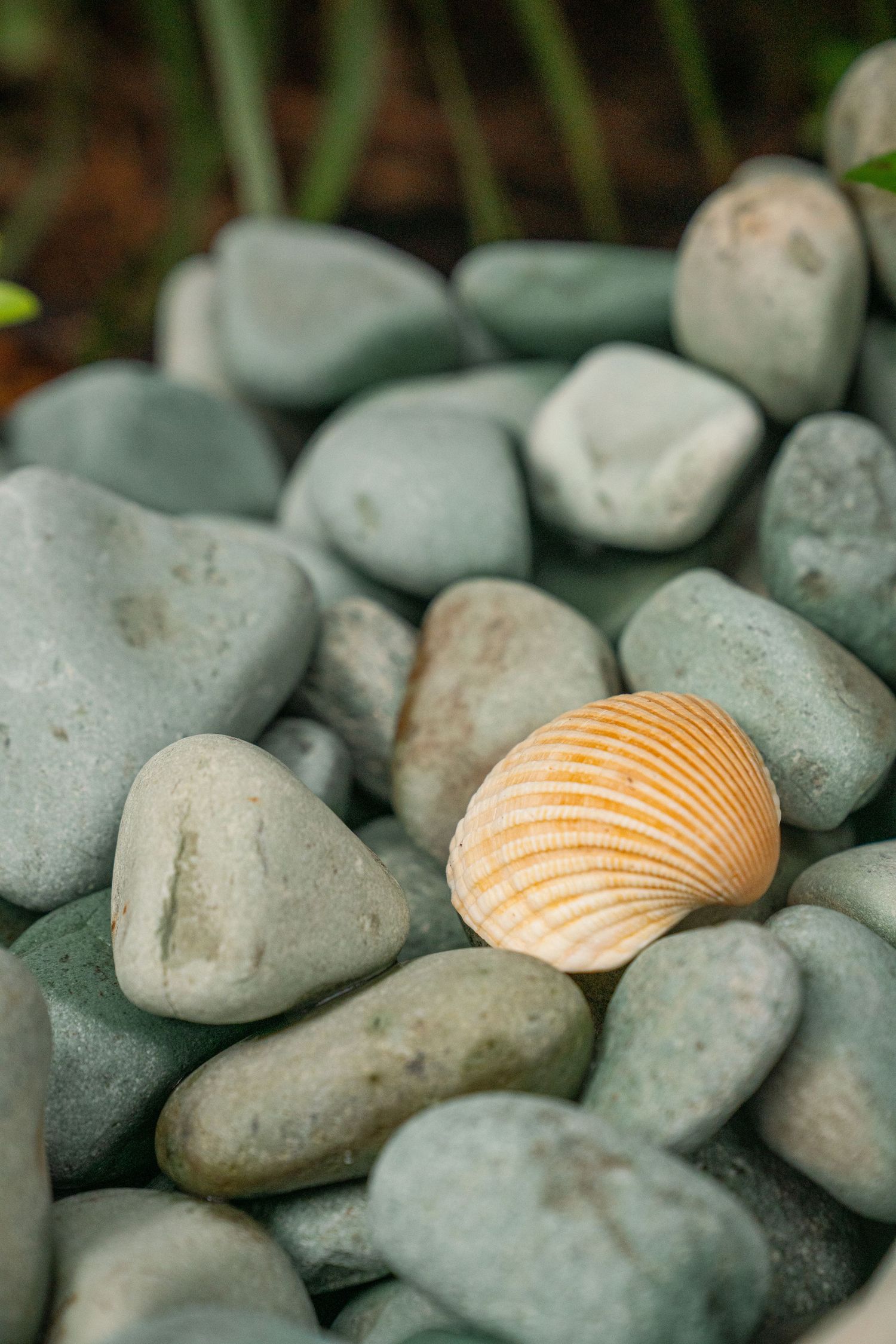 A single orange seashell resting among smooth gray pebbles with green plants in the background.