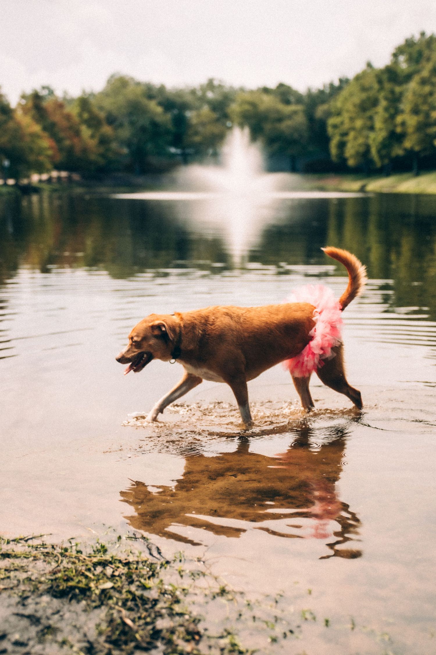 Brown dog wearing pink clothing wading in shallow water near a fountain.