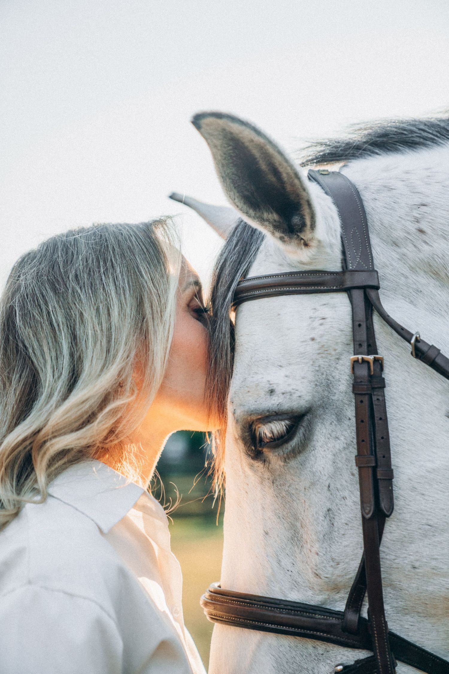 Close-up shots of a white horse with bridle against warm sunset lighting.