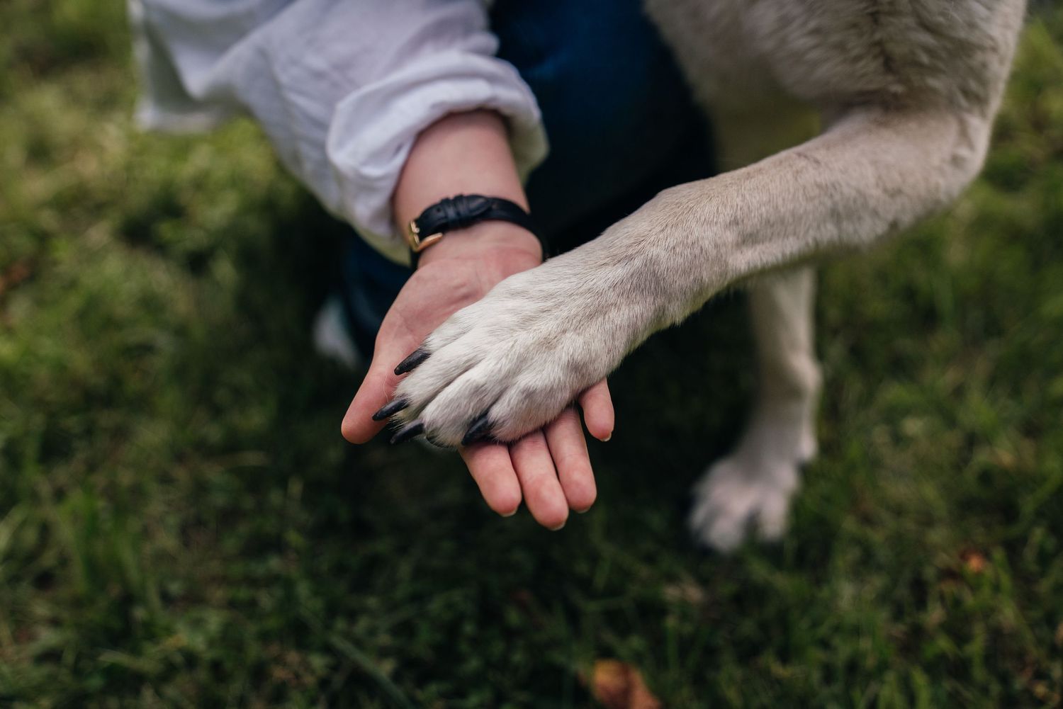 A person gently holds a dog's paw in their hand on a green grass background, symbolizing trust and friendship.