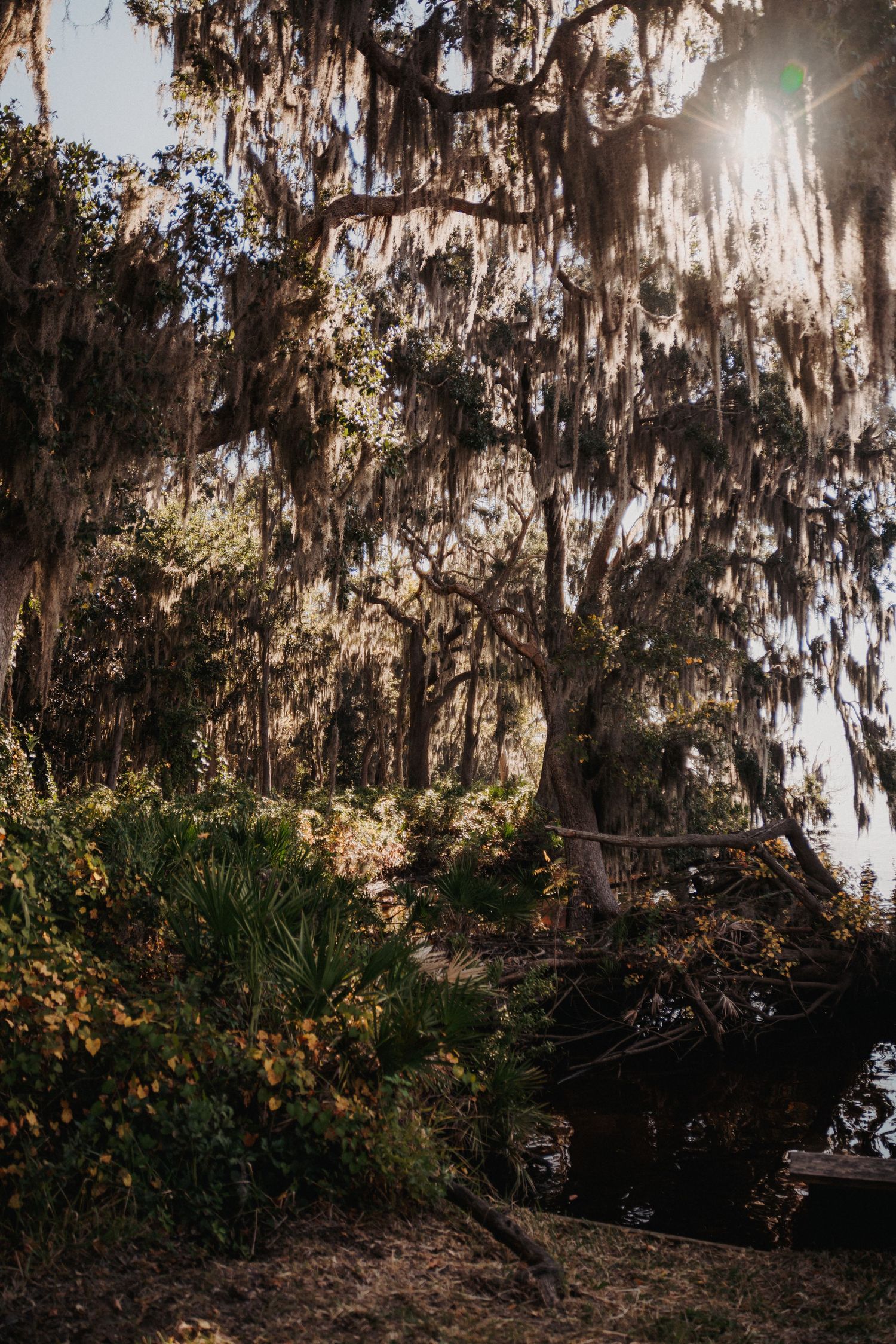 Spanish moss hangs from trees in a moody Southern garden landscape at sunset.