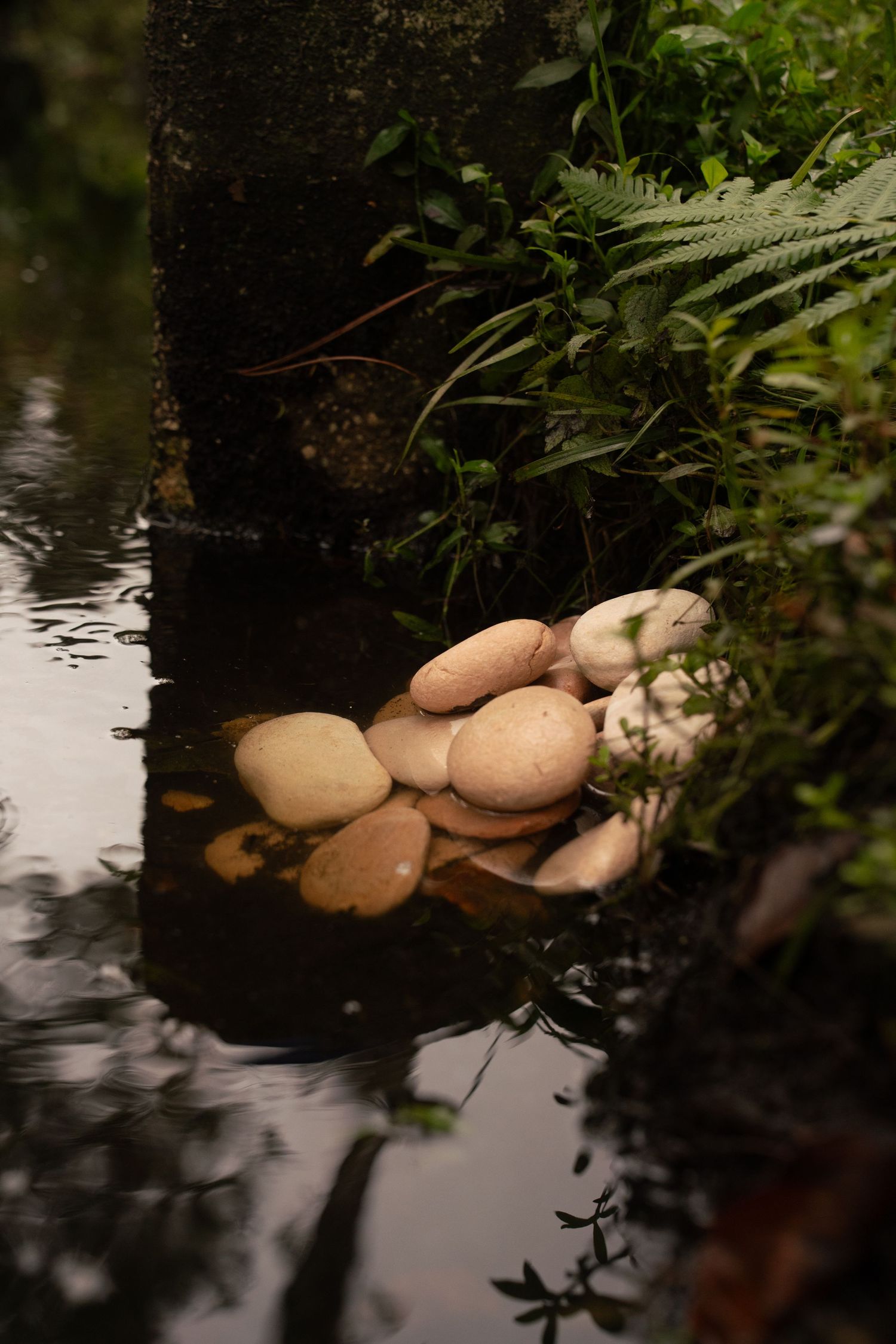 Light pink stones stacked in shallow water surrounded by lush green ferns and plants near a stone wall.