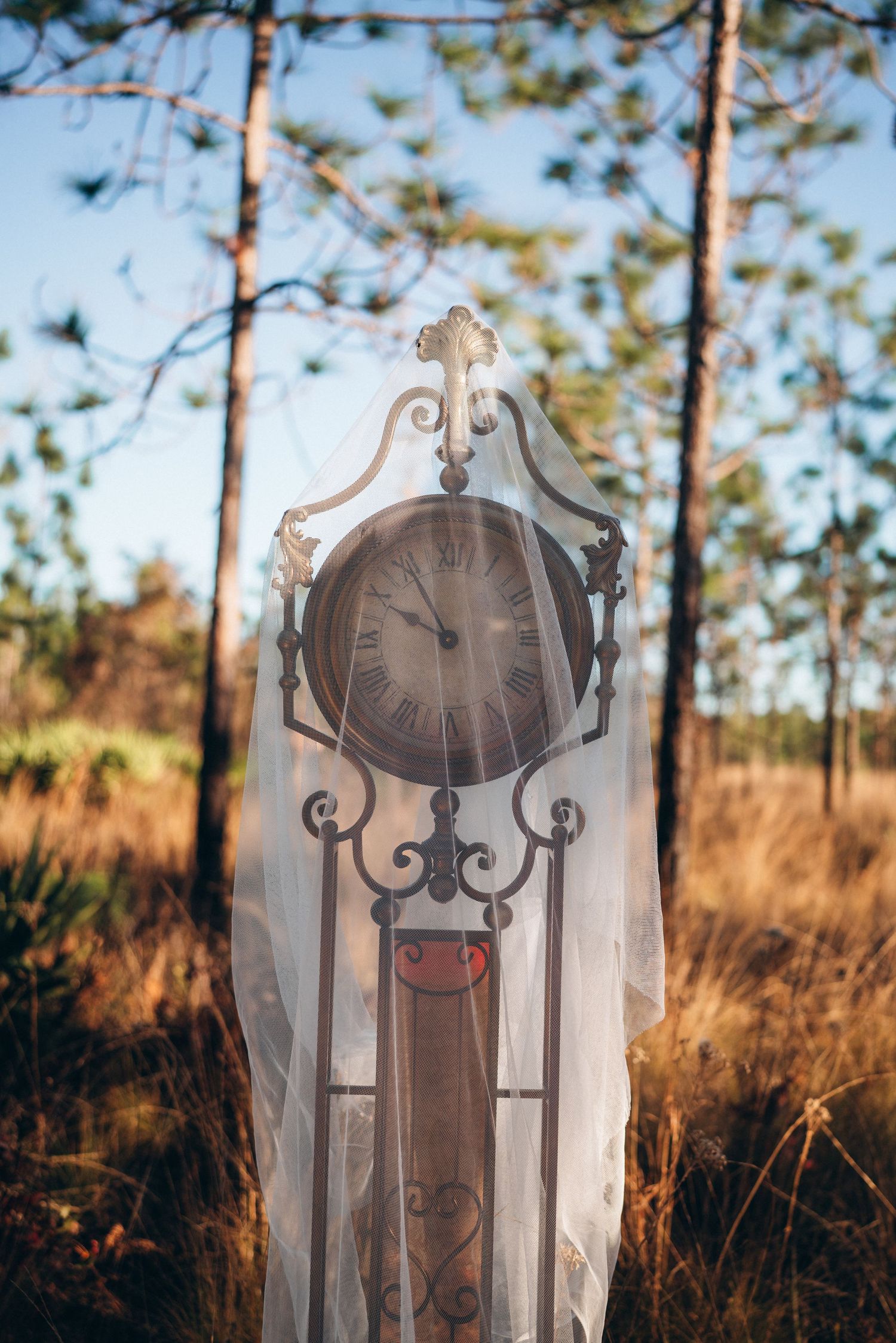 Antique ornate clock draped in white veil fabric standing outdoors in a pine forest with golden grass.