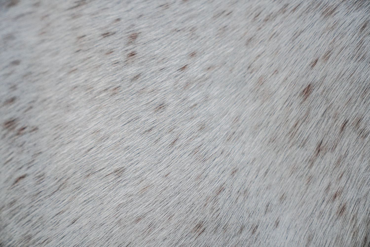 Detailed macro shot of white horse's coat showing natural hair texture.
