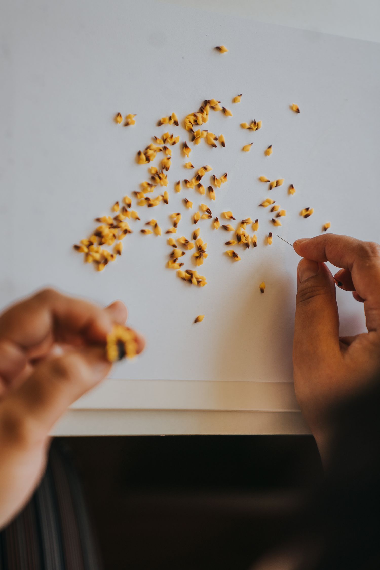 Hands sorting small yellow and brown seeds scattered on a white surface.