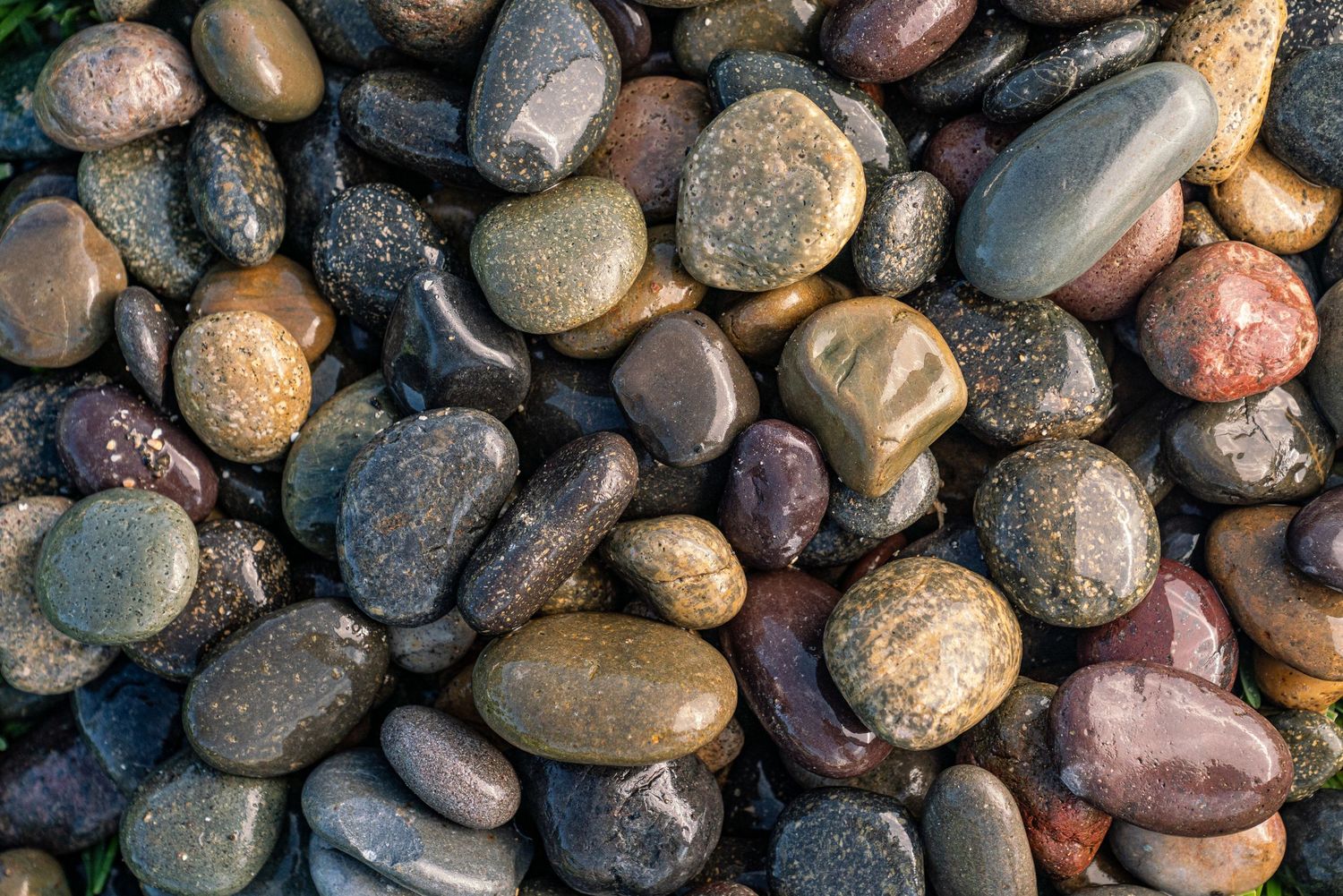 Close-up of smooth, colorful wet river pebbles in shades of gray, brown, and black, perfect for landscaping or zen gardens.