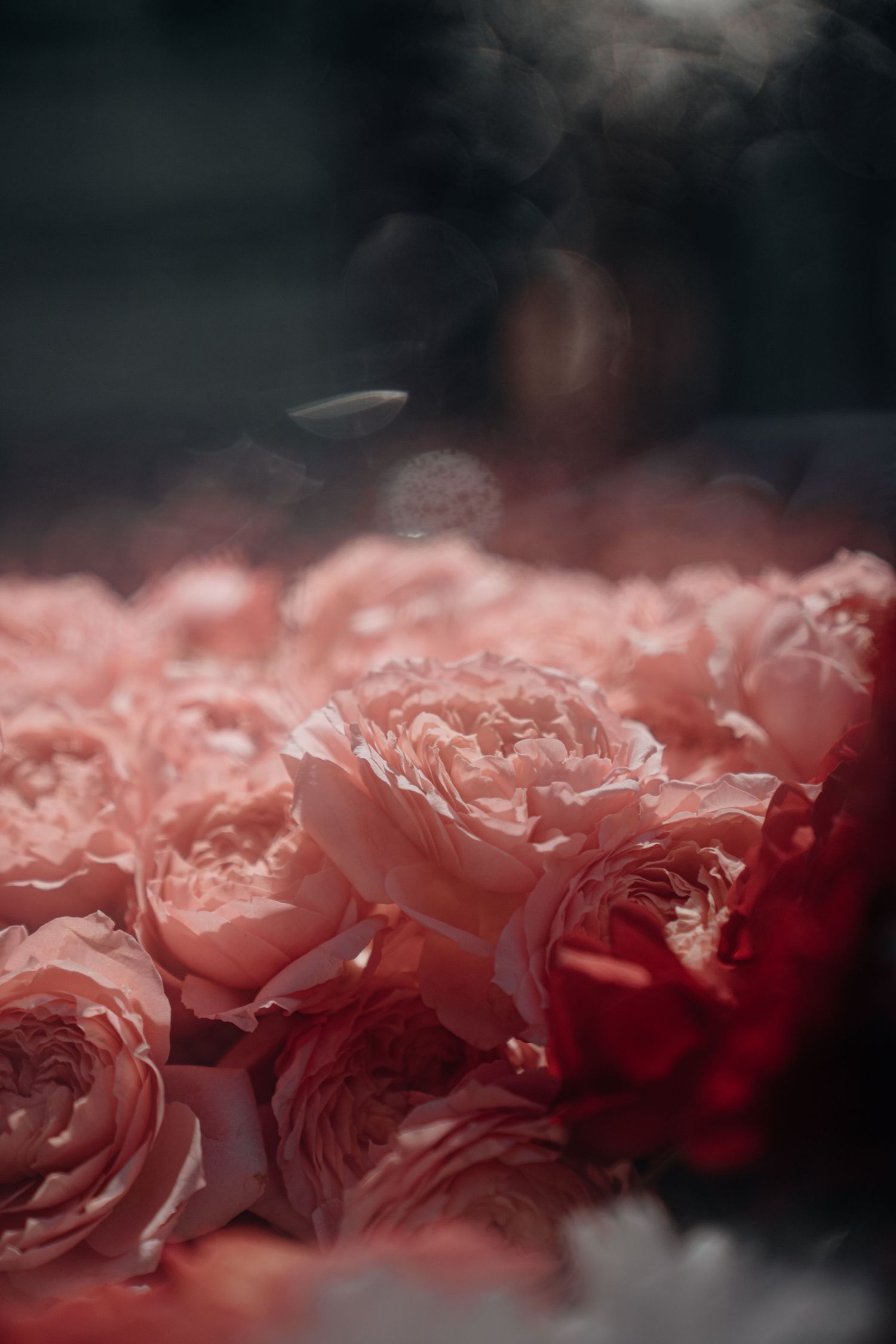 Soft pink peony roses in full bloom arranged in a lush bouquet with dark moody background and bokeh lighting.