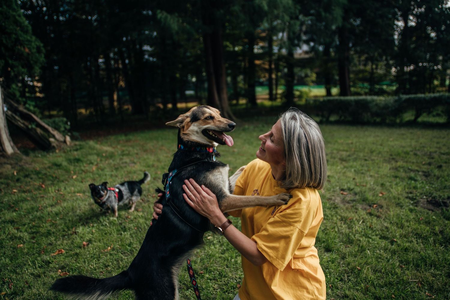 Woman in yellow dress joyfully playing with large dog in green park, with another dog visible in background.