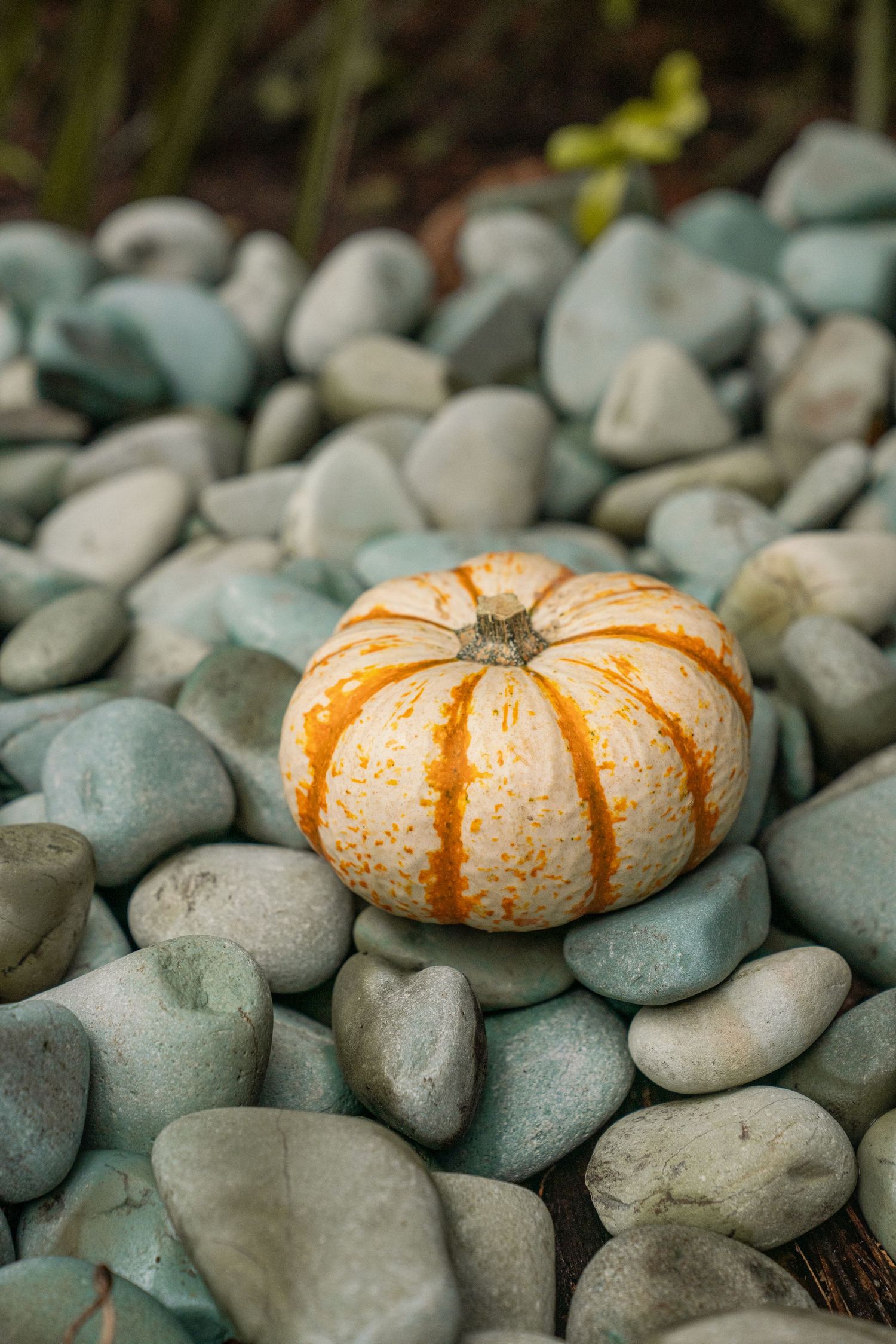 Small decorative white and orange striped pumpkin resting on a bed of smooth gray garden stones.