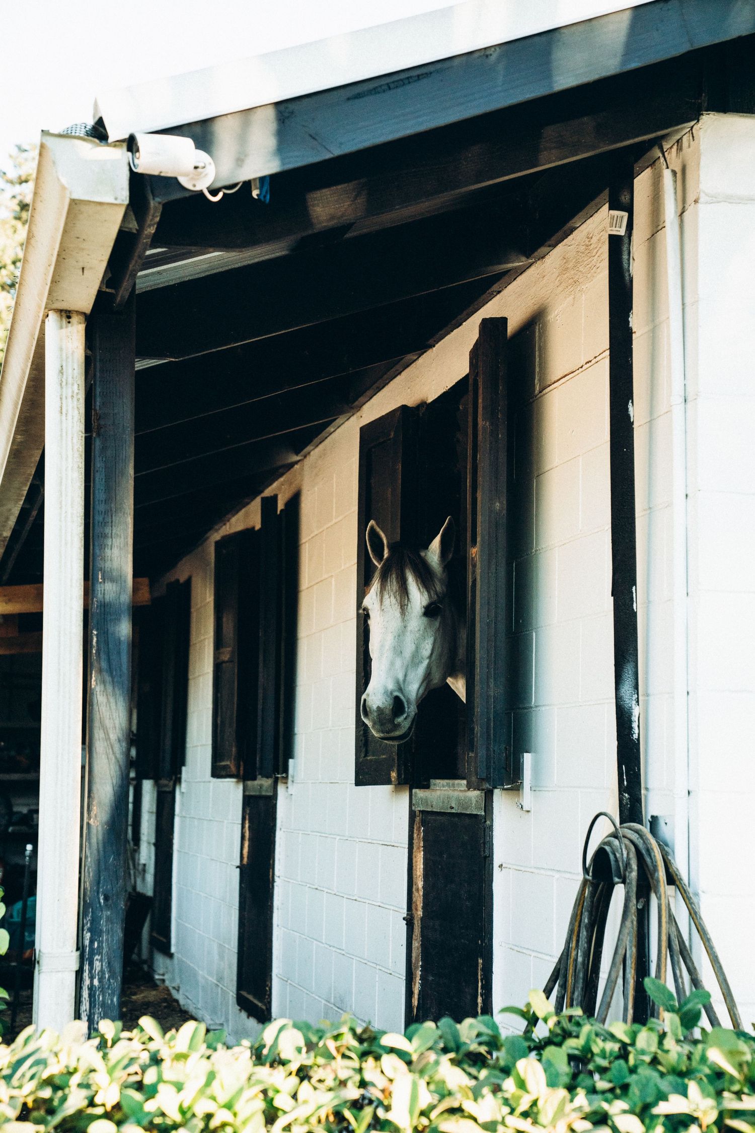 A white horse peers out from a stable window with greenery growing along the building's base.