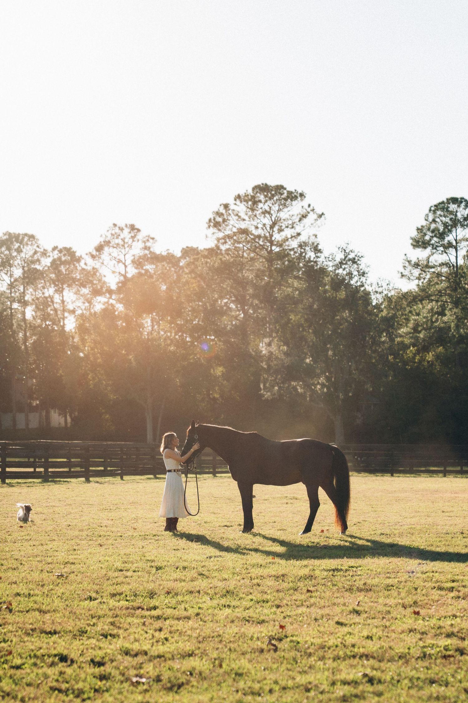 Beautiful golden sunset illuminates a horse and companion in a serene pasture setting.