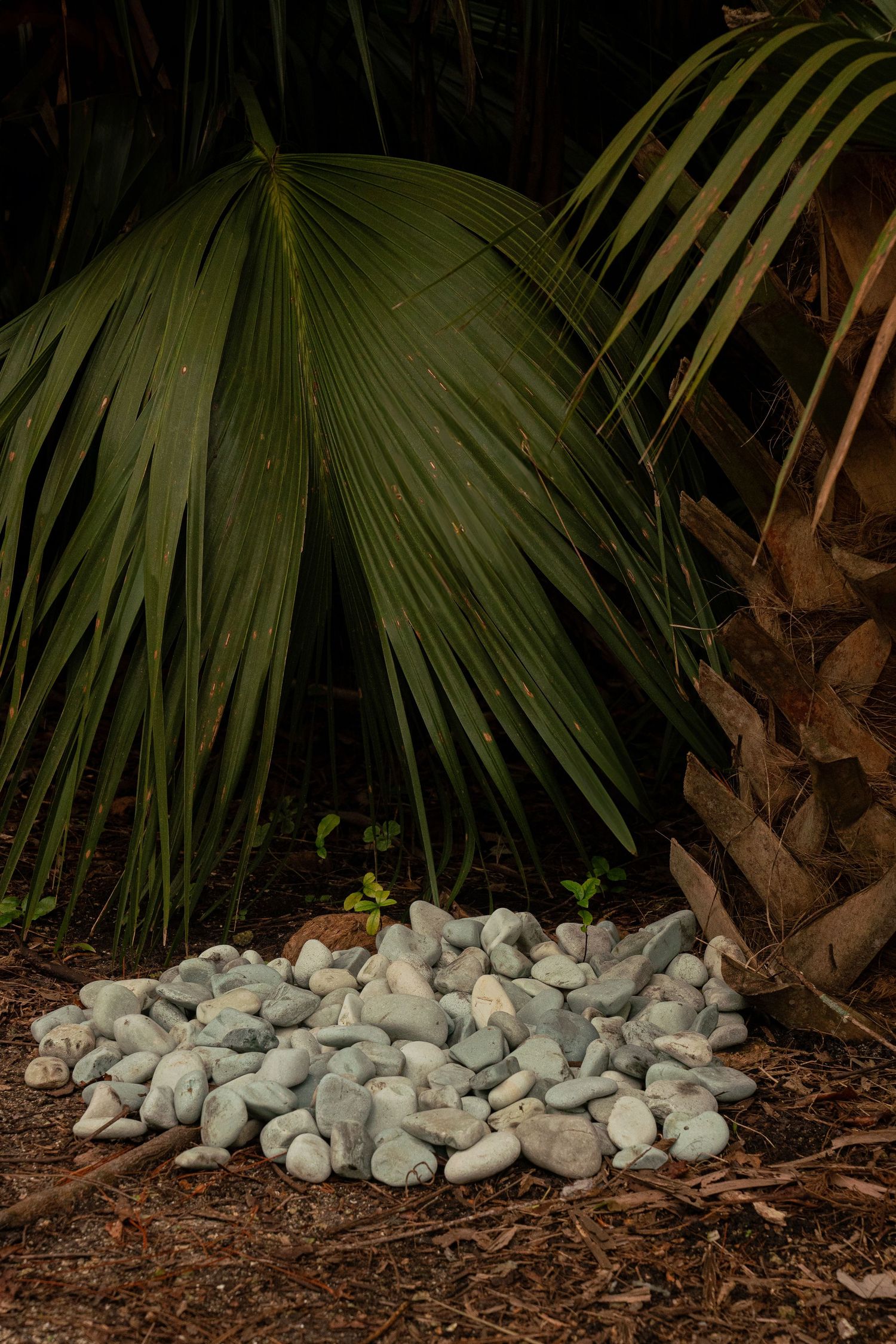 Pile of smooth gray rocks at base of tropical palm tree with large green fan leaves in dark garden setting.