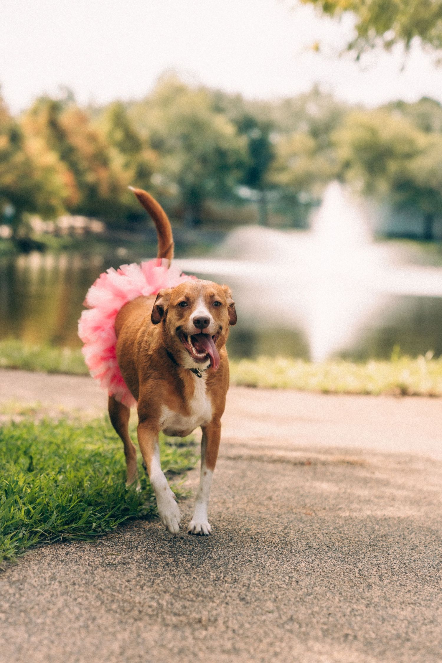 Happy dog wearing a pink tutu running along a lakeside path with a fountain in the background.