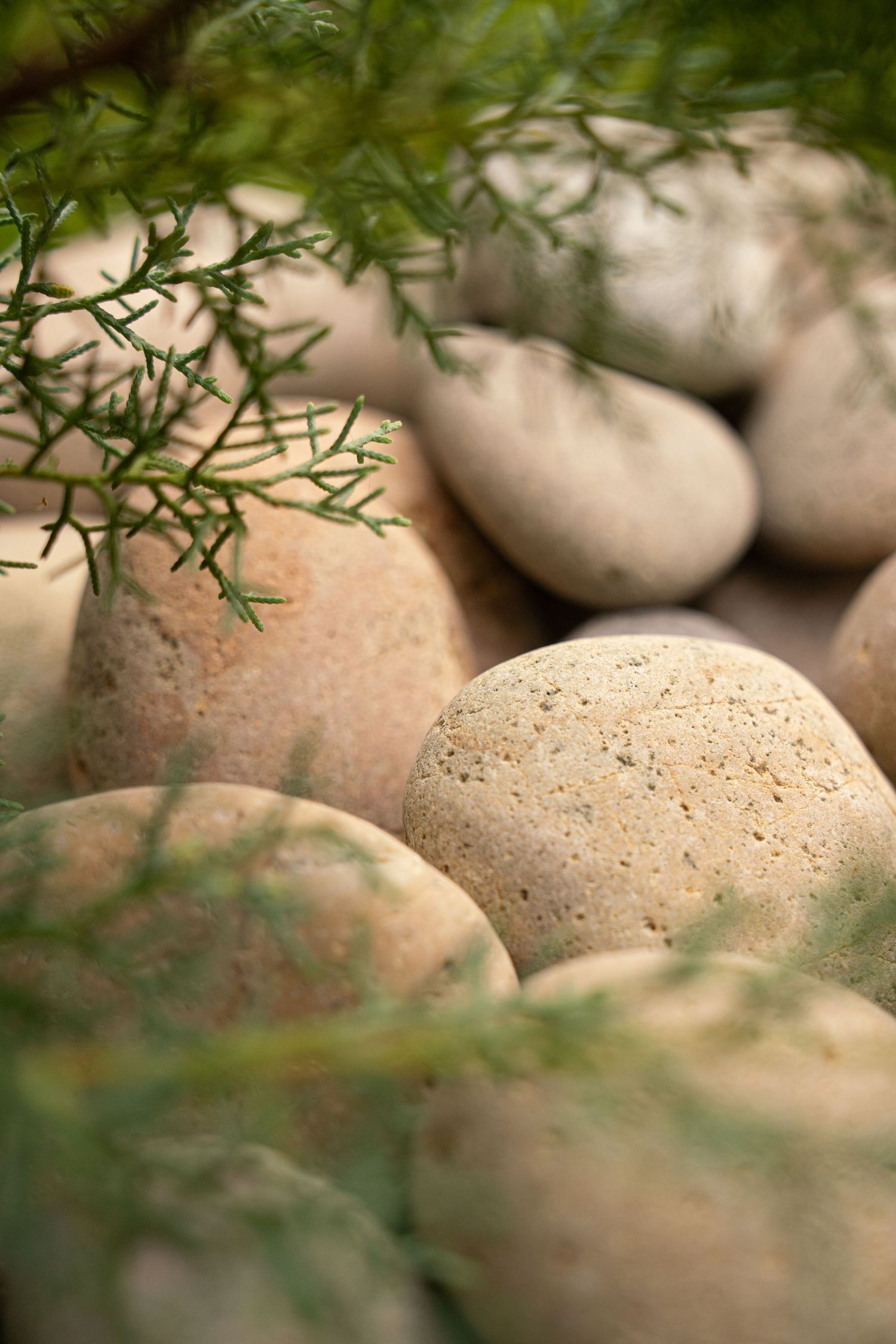 Close-up of large smooth beige pebbles surrounded by delicate green fern branches in a garden.