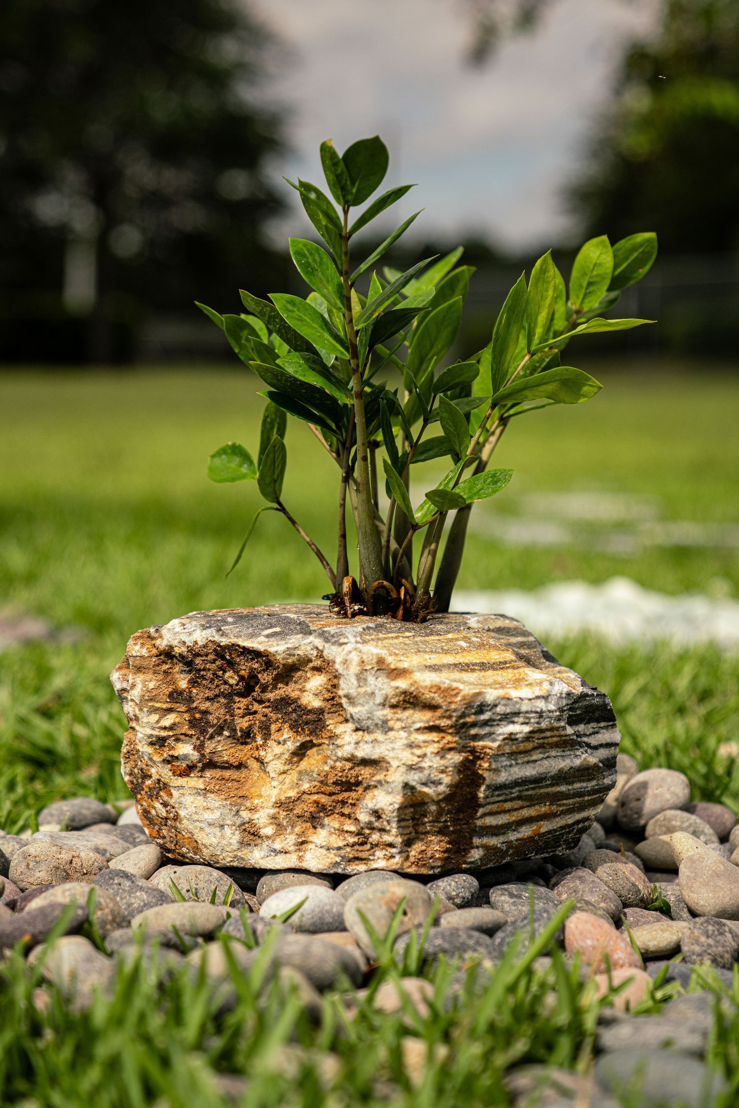 Green leafy plant growing from large layered brown rock surrounded by small pebbles on lawn.