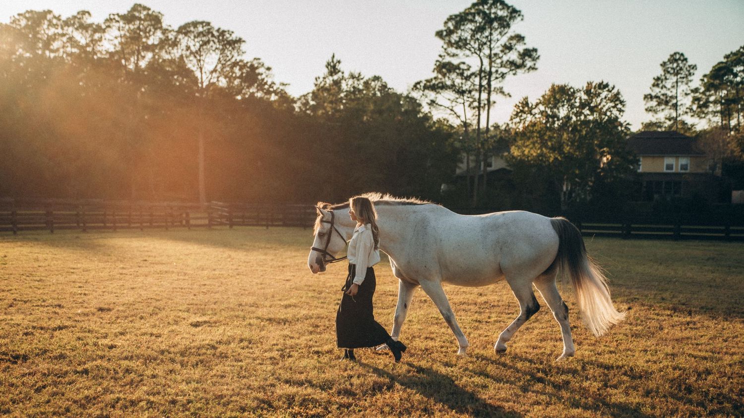 A white horse walks alongside its handler in a sunlit pasture with tall pine trees in the distance.