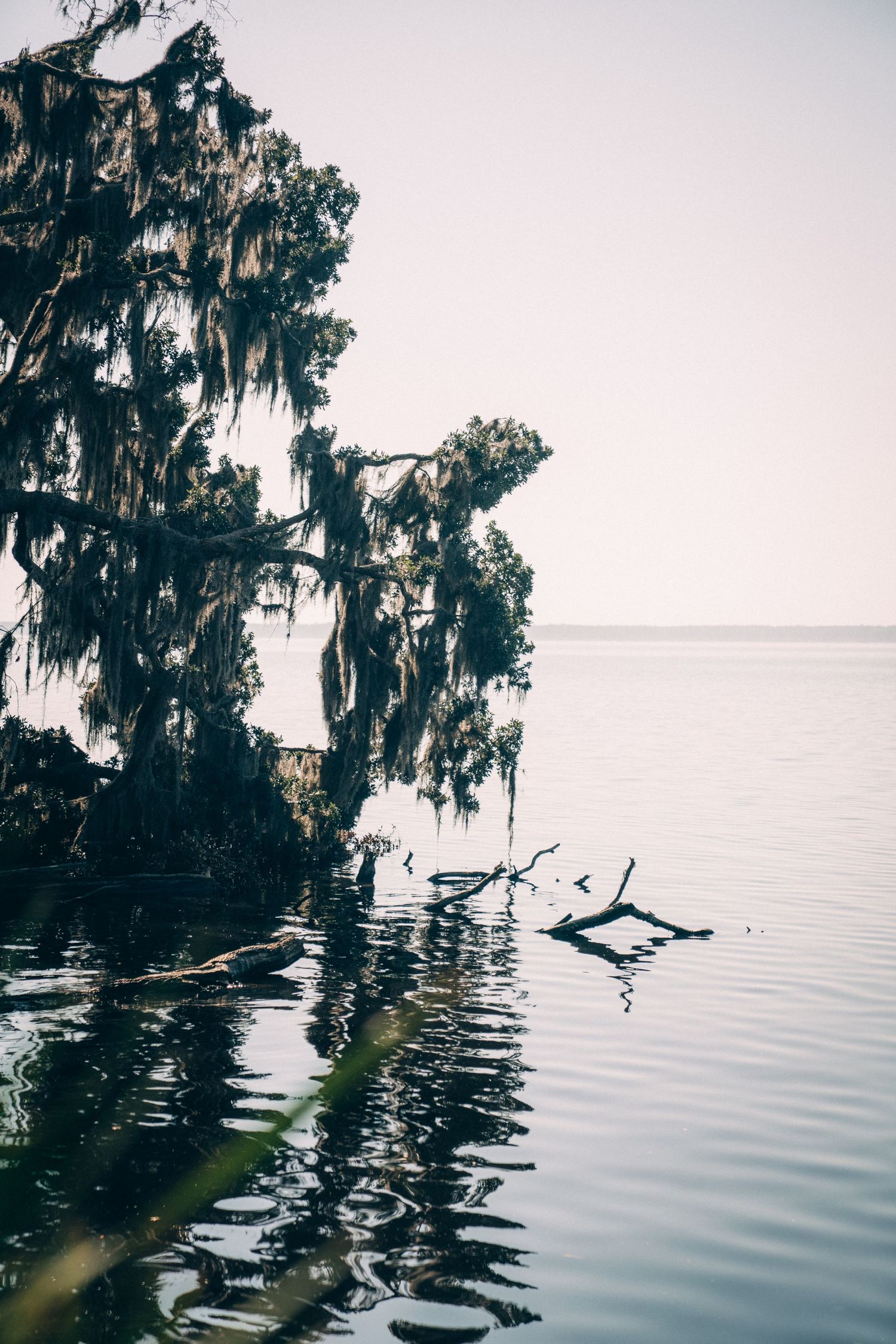 Spanish moss drapes dramatically over a tranquil lake creating moody reflections at sunset.