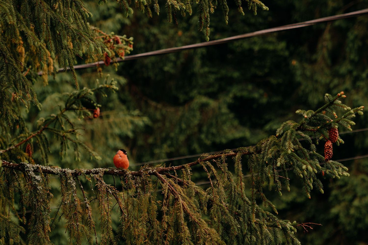 A vibrant red bird perched on a wire surrounded by lush green conifer branches in a forest setting.