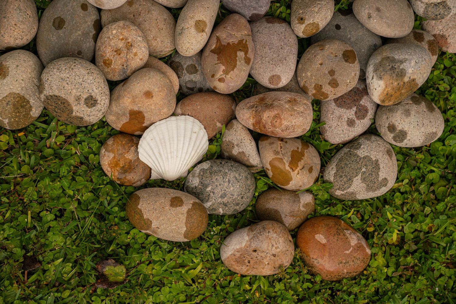 A white scallop shell stands out among smooth river rocks and green moss ground cover.