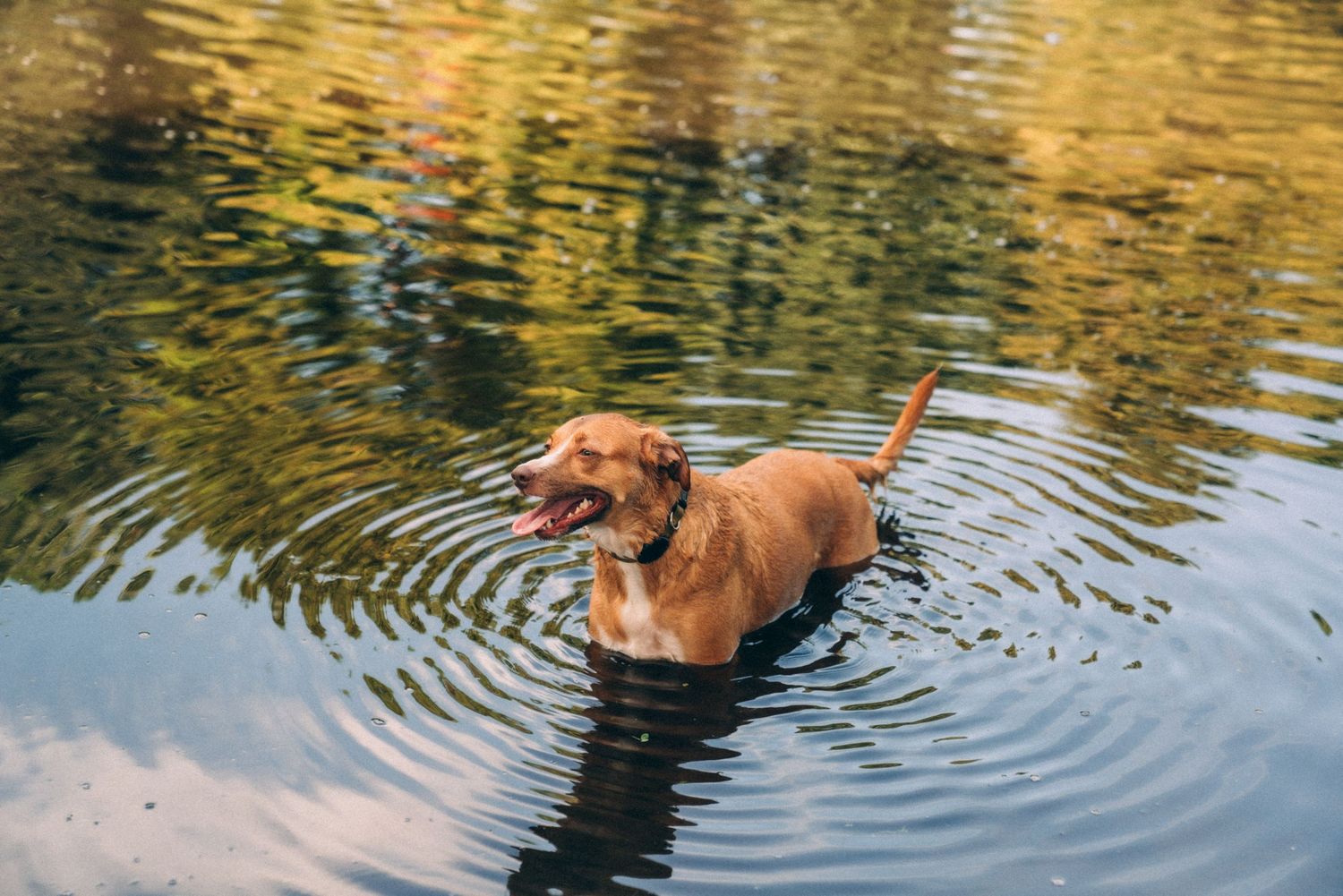 Brown dog enjoying a swim in a lake with golden reflections on the water.