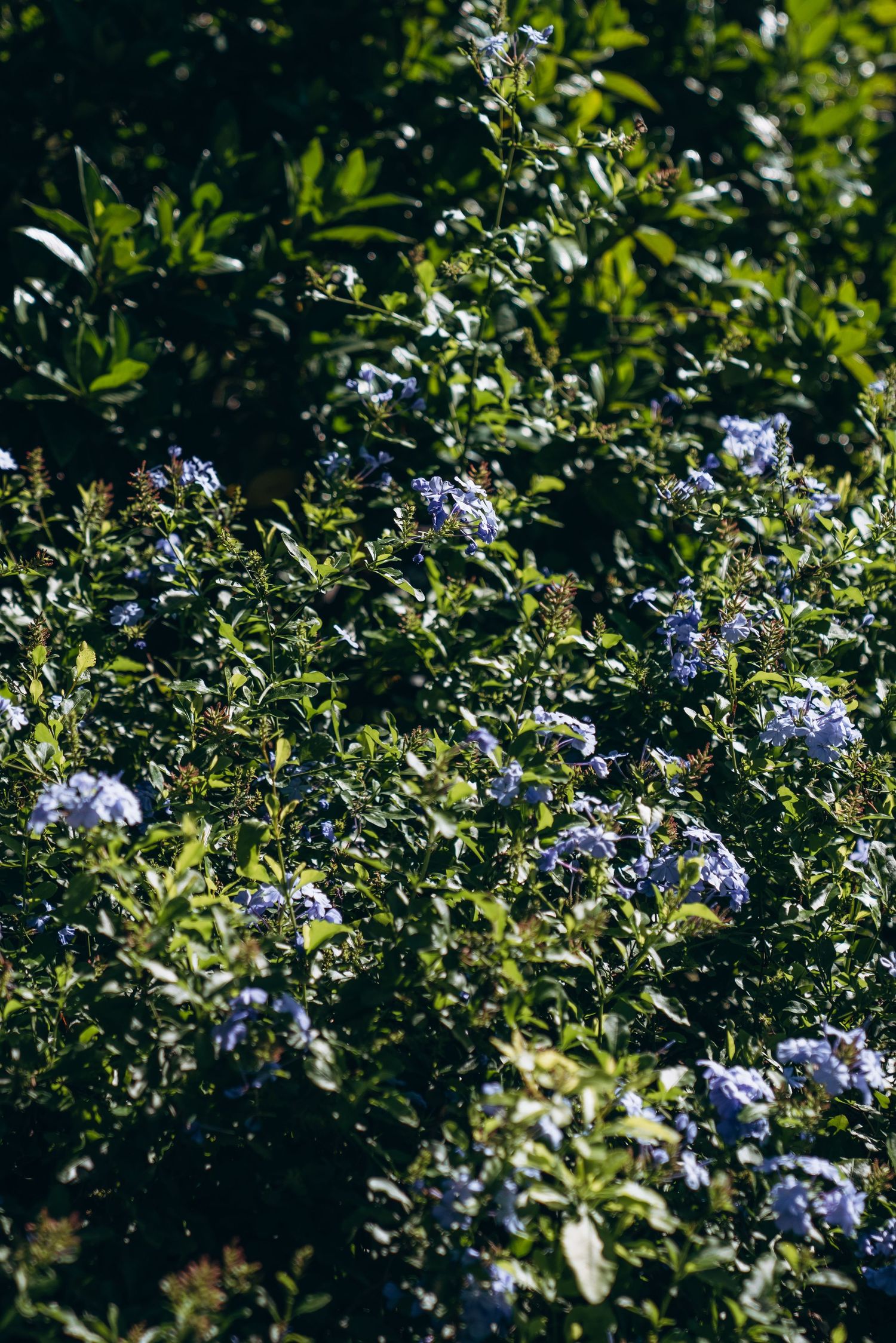 Purple hydrangea flowers bloom among lush green foliage in a garden setting.