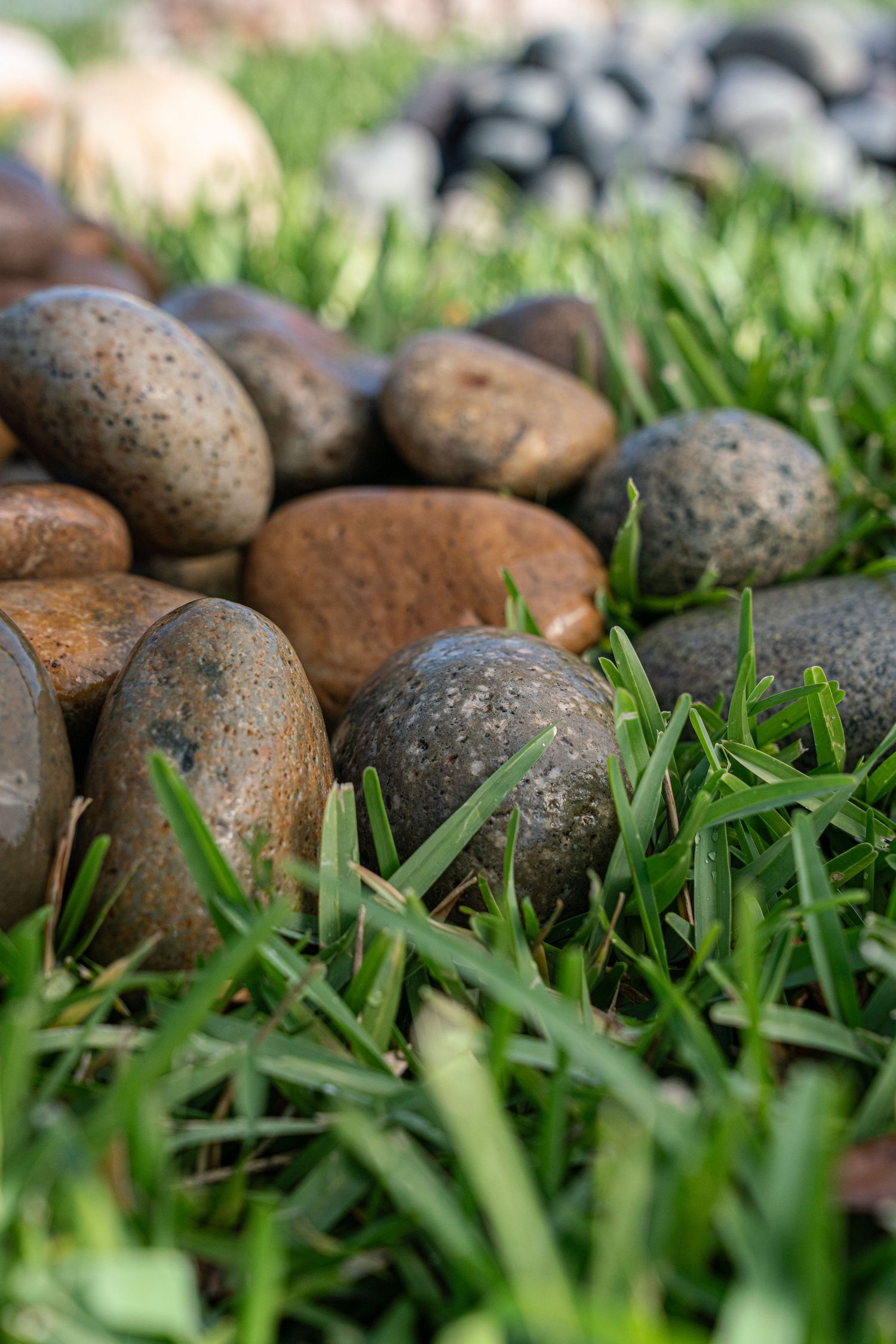 Brown and gray smooth pebbles scattered among green grass blades in a garden setting.