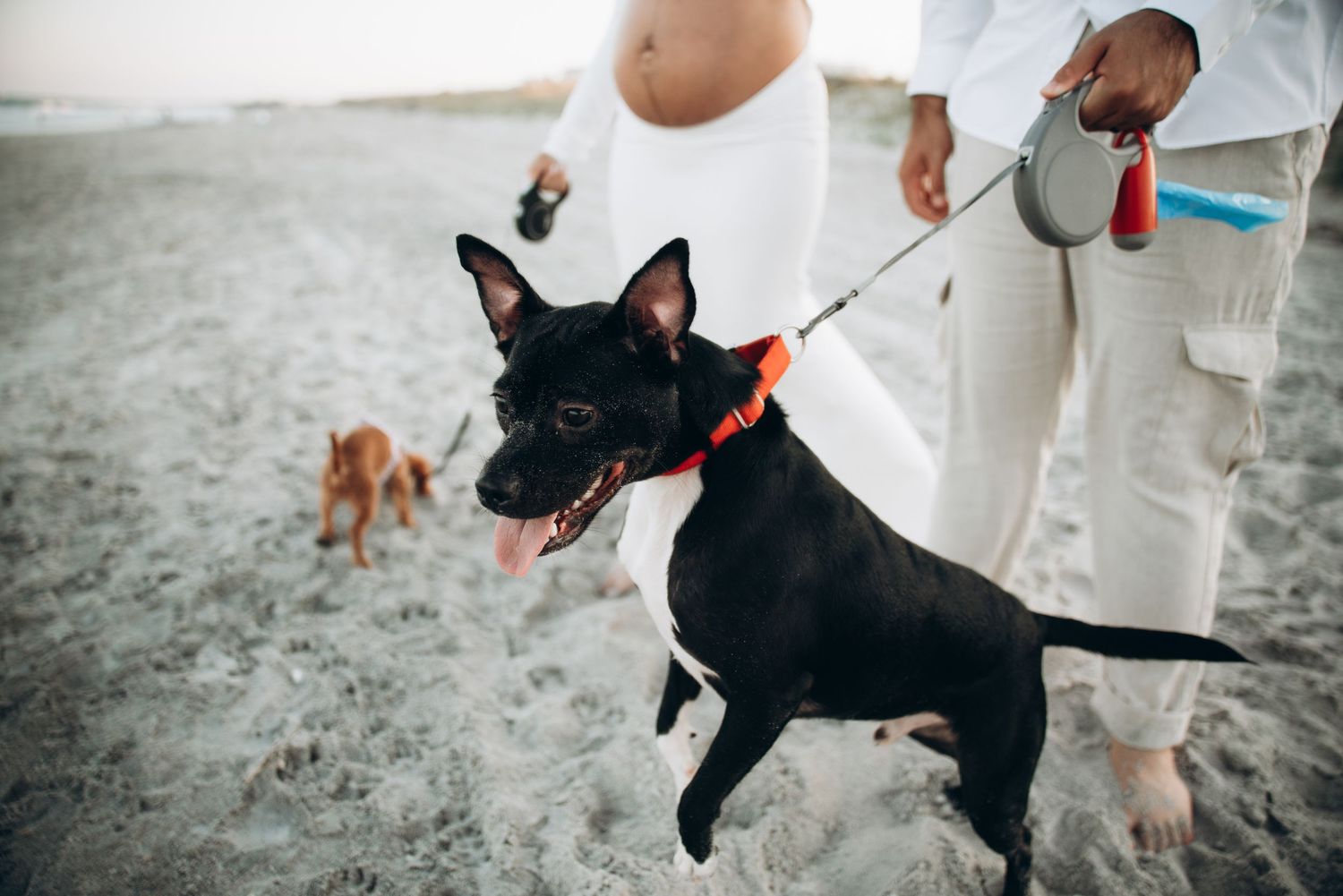A playful beach photoshoot featuring a black dog running alongside a couple.